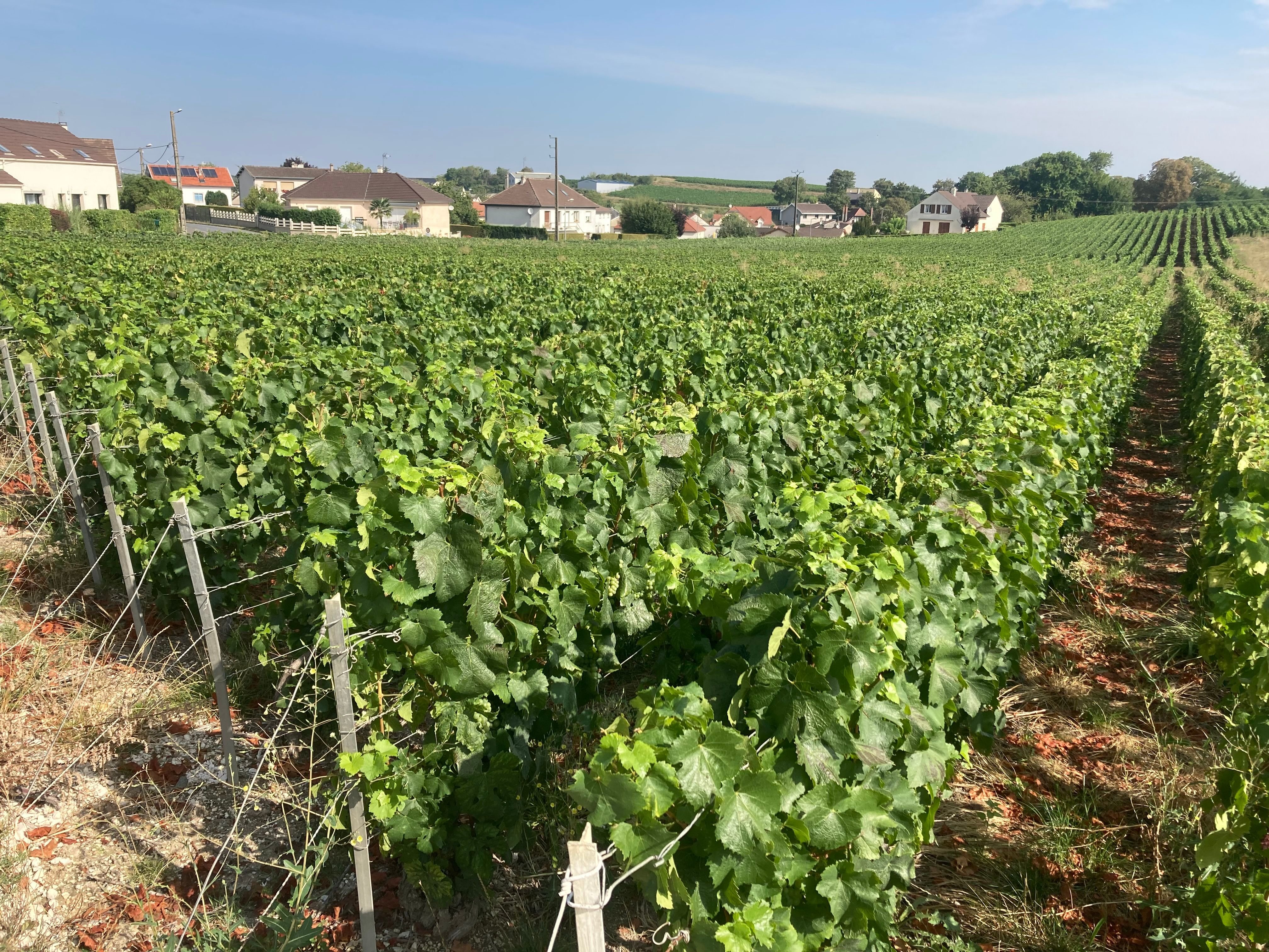 Le projet de révision de l'aire de l'appellation Champagne (ici un vignoble situé sur la commune de Berru dans la Marne) pourrait enfin s'achever en 2026. LP/Marie Blanchardon