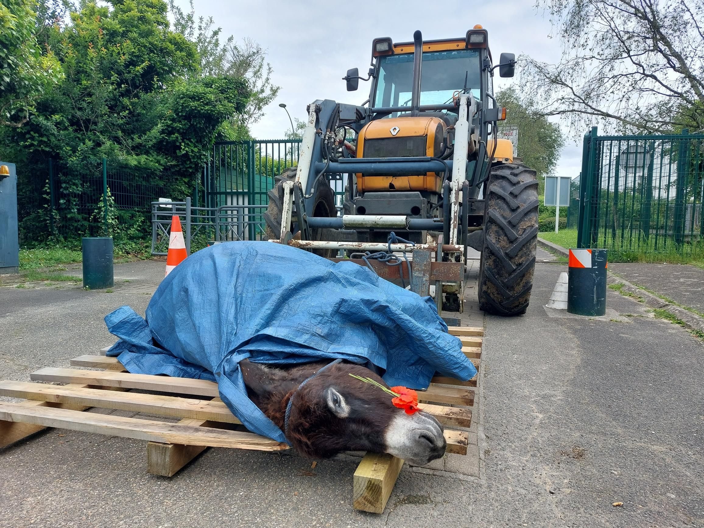 Chennevières-sur-Marne (Val-de-Marne), lundi 27 mai. Pour se faire entendre du département, la gérante de l'asinerie n'a pas hésité à bloquer l'entrée du parc de la Plaine des Bordes avec son tracteur, portant la dépouille de l'ânesse Cannelle. LP/G.M.