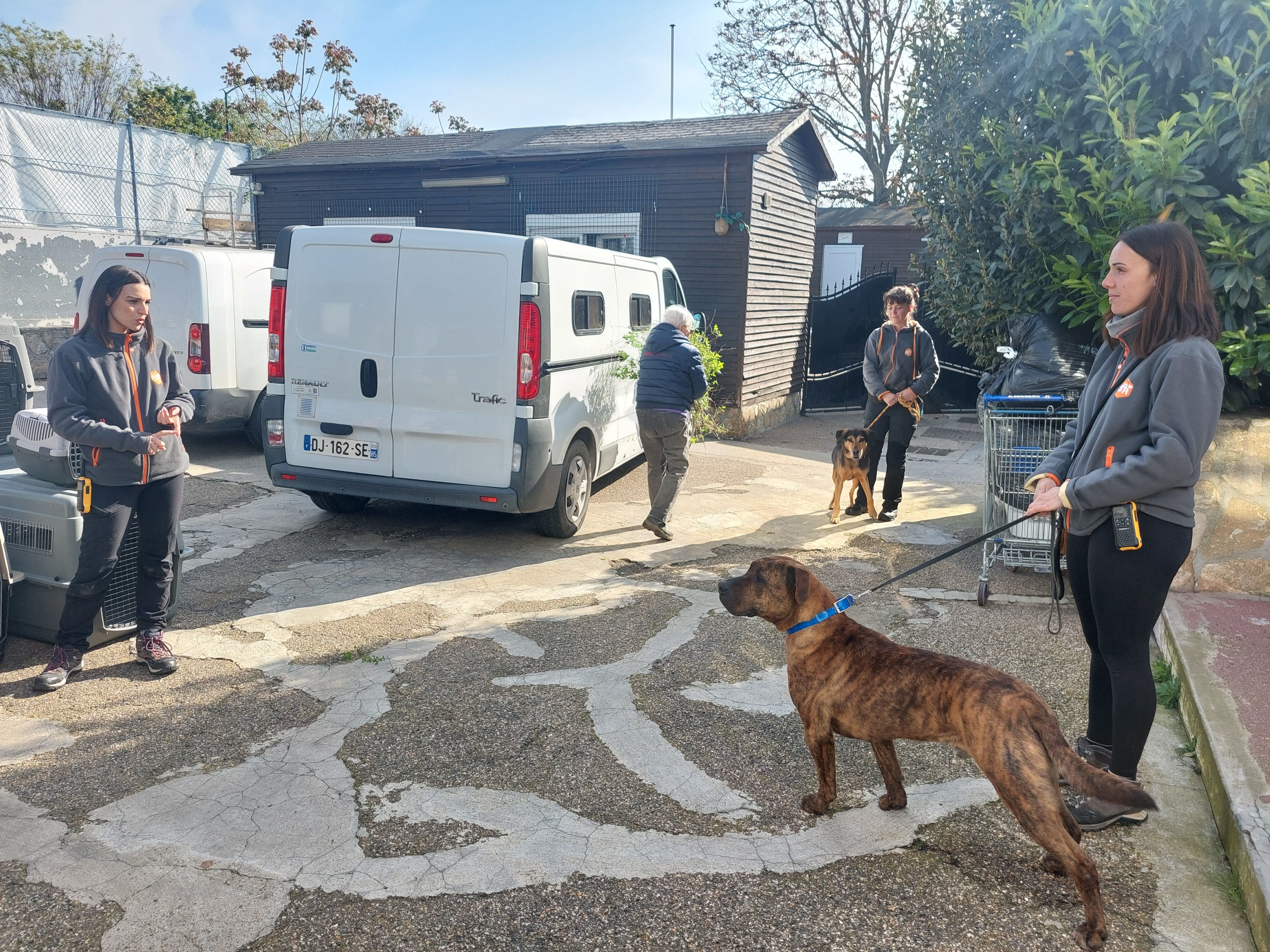 A quelques jours des premières démolitions de chenils, six chiens du refuge Grammont de la SPA sont transférés sur trois autres structures de l'ouest de la France. LP/O.B.