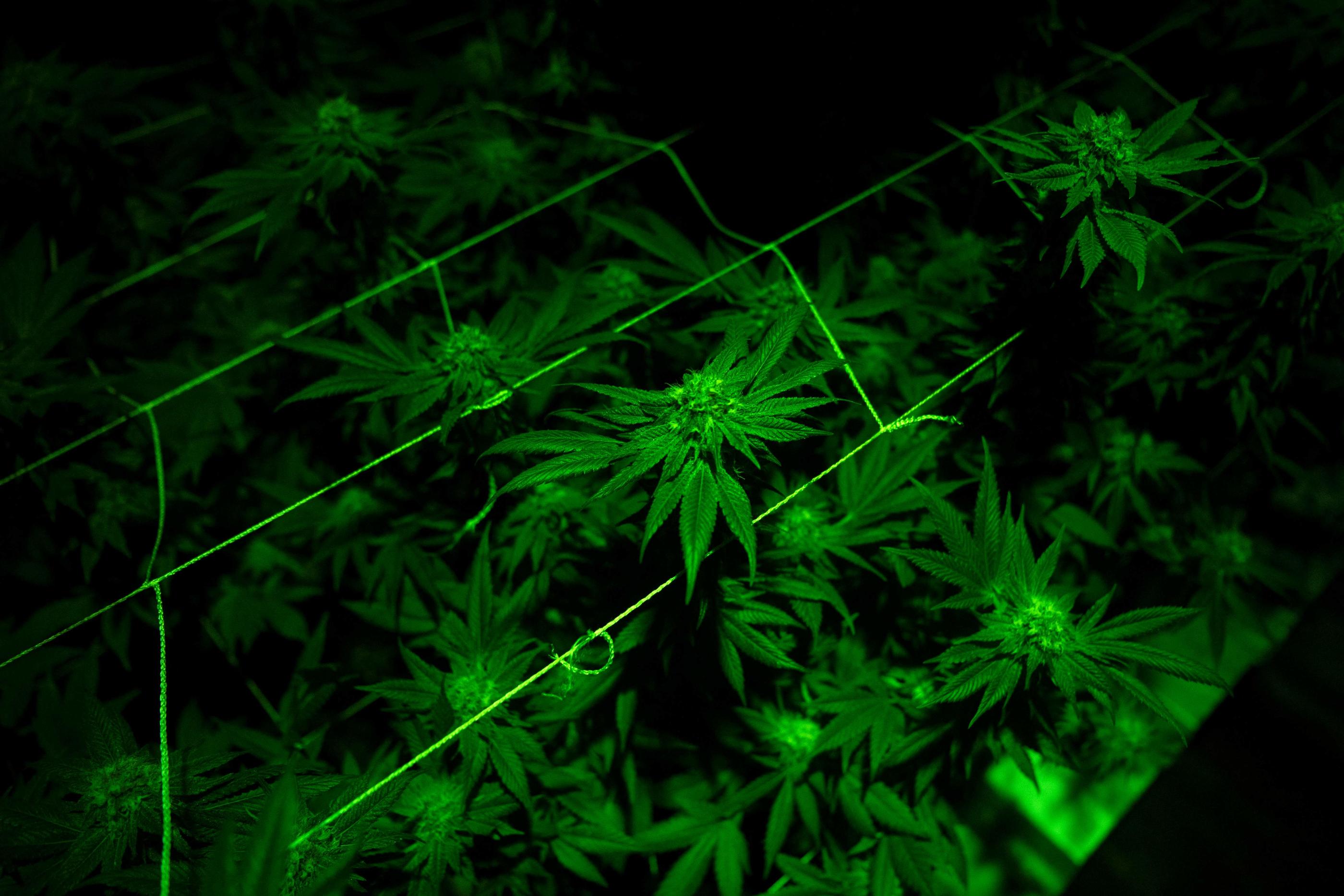 Illustration. Les douze personnes jugées dans un vaste trafic d'herbe de cannabis produite dans des pavillons d'Ile-de-France sont condamnées à des peines allant jusqu'à six ans de prison. AFP/Eitan Abramovich