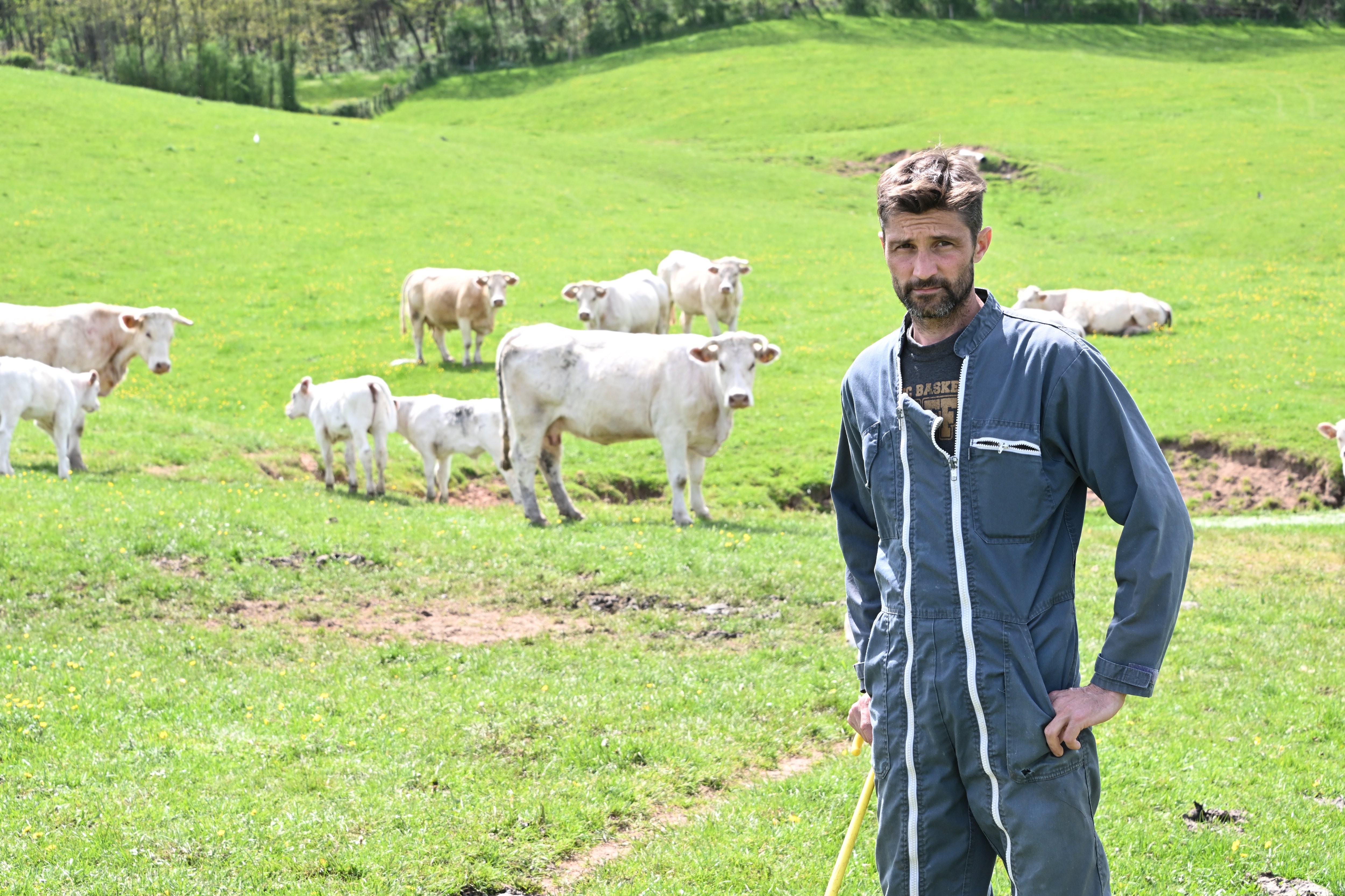 Le Breuil (Saône-et-Loire), ce jeudi. Quatre des génisses de Thomas Develay ont été mordues aux flancs et sous le ventre, en plein après-midi. LP/Alain Bollery