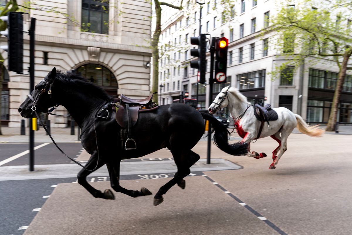 Cinq chevaux se sont échappés dans les rues de Londres alors qu'ils participaient à leur exercice matinal quotidien de Horseguards Parade à Whitehall, à Londres. Capture écran X.