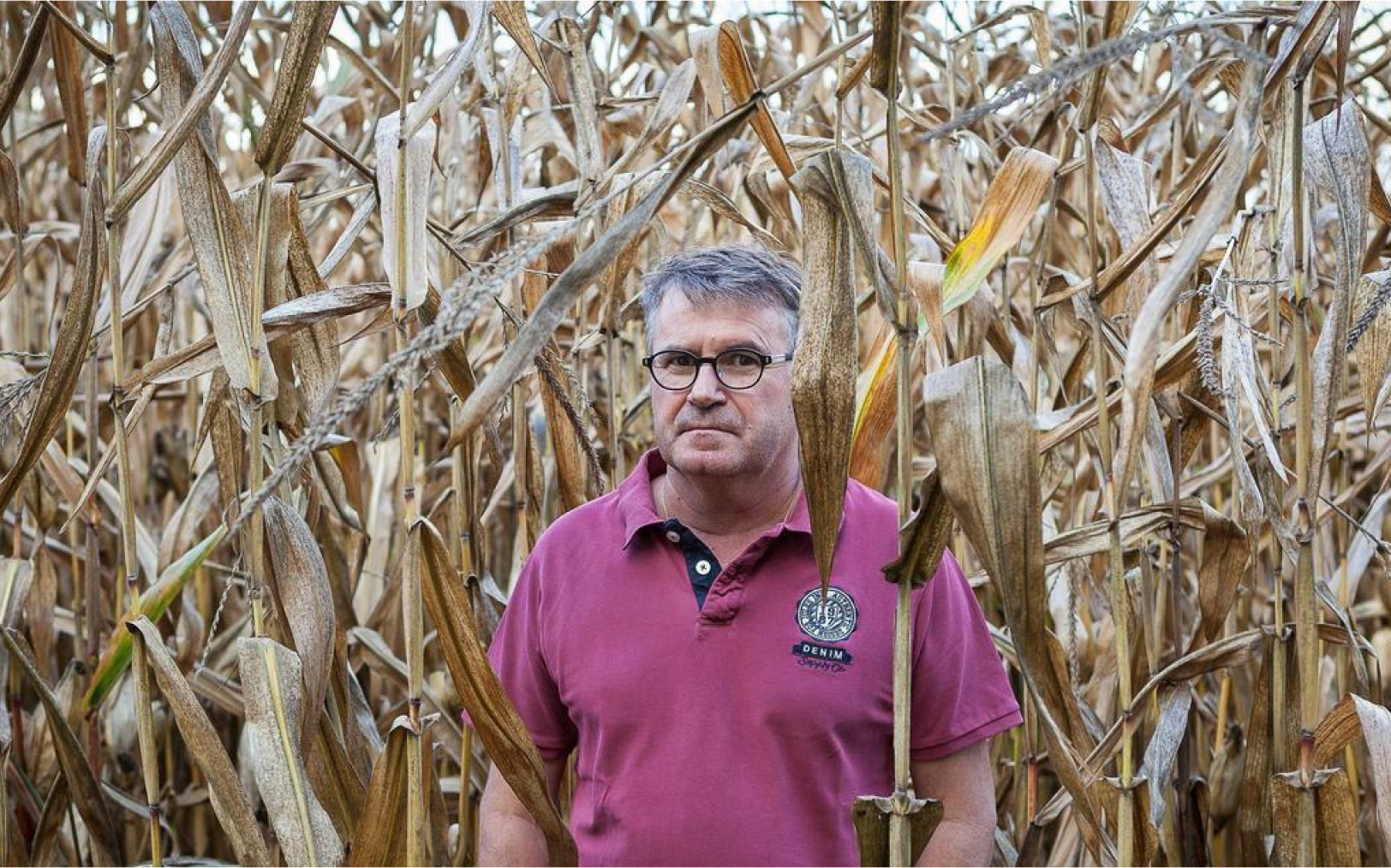 Paul François pose devant ses champs de blé à Bernac (Charente) pour Le Parisien, en octobre 2017, à l’occasion de la sortie de son livre « Un paysan contre Monsanto ». LP/Fabien Paillot