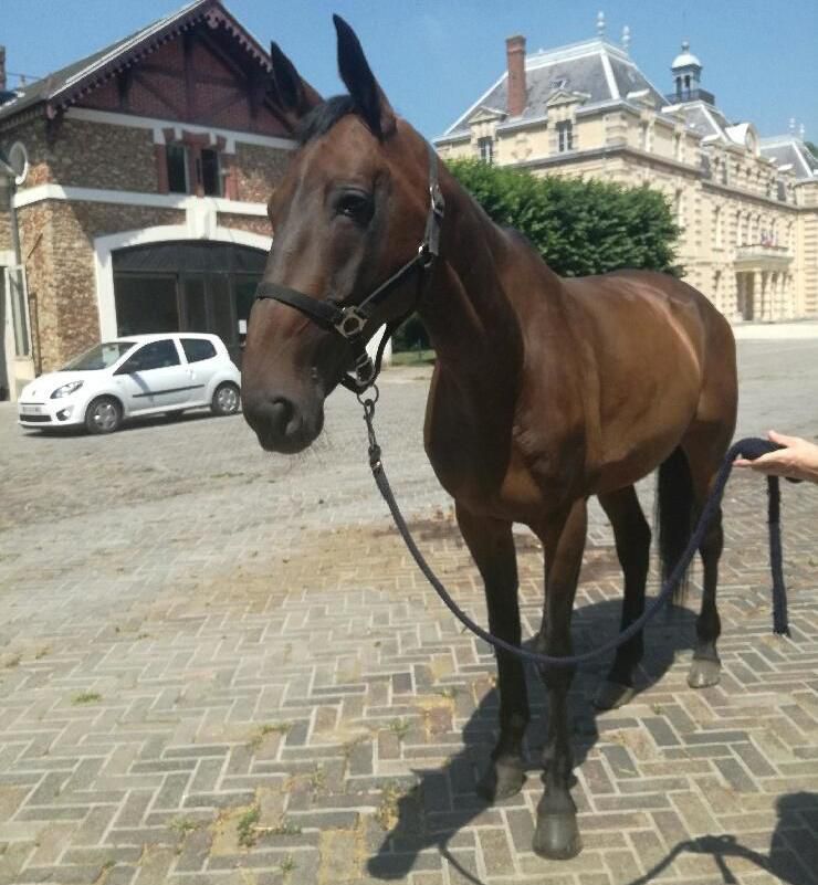 <b></b> Savigny-le-Temple, ce vendredi. Le cheval Ruffy d’Oudon a eu plus de chance qu’Olexis de Bernière. Percuté lui aussi par une camionnette, il a pu être soigné et sauvé. 