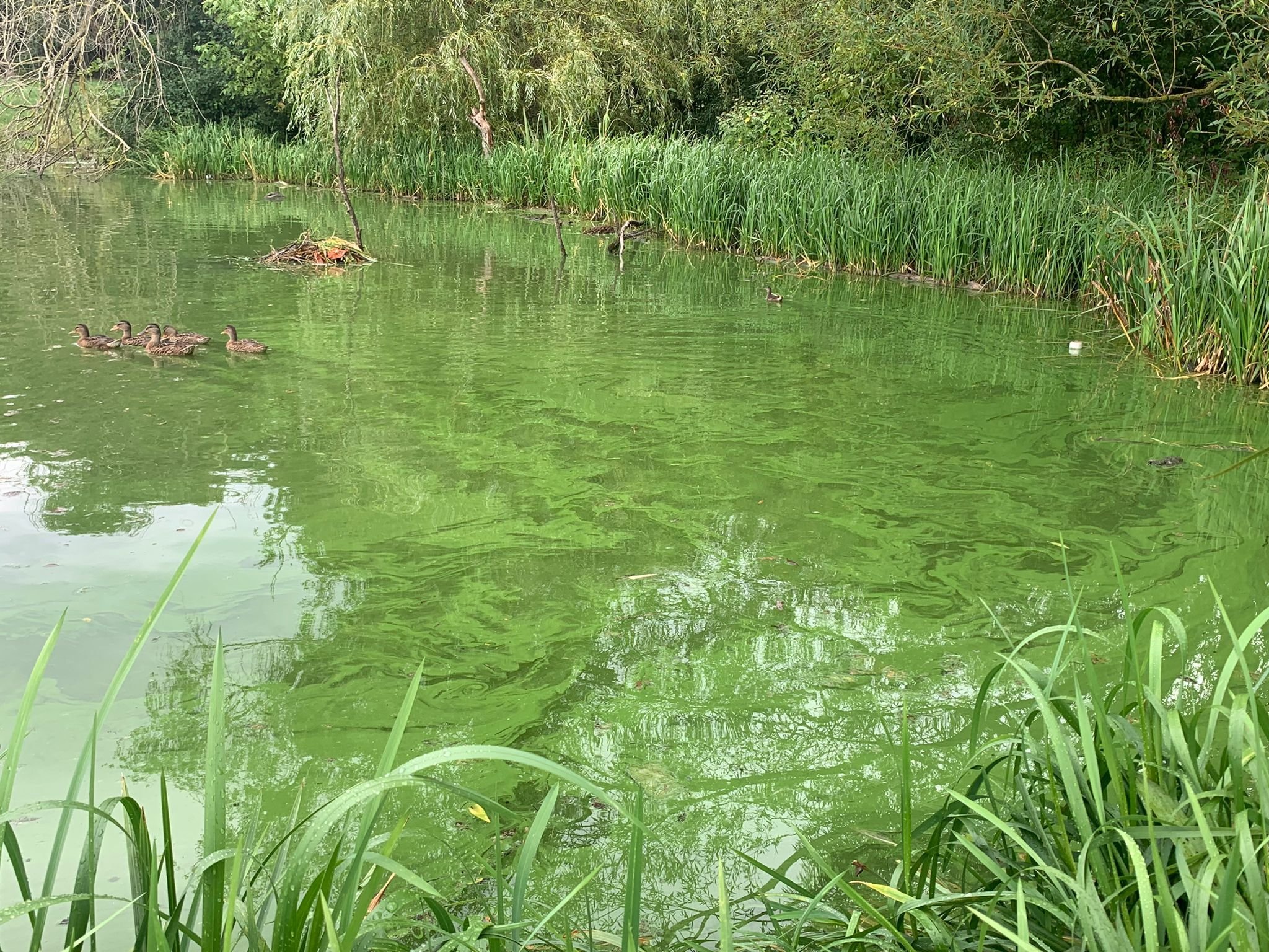Morsang-sur-Orge, le 19 août 2023. La préfecture de l'Essonne et le Syndicat de l'Orge alertent les habitants du département sur la prolifération des cyanobactéries, des algues dangereuses pour la santé des humains et des animaux.