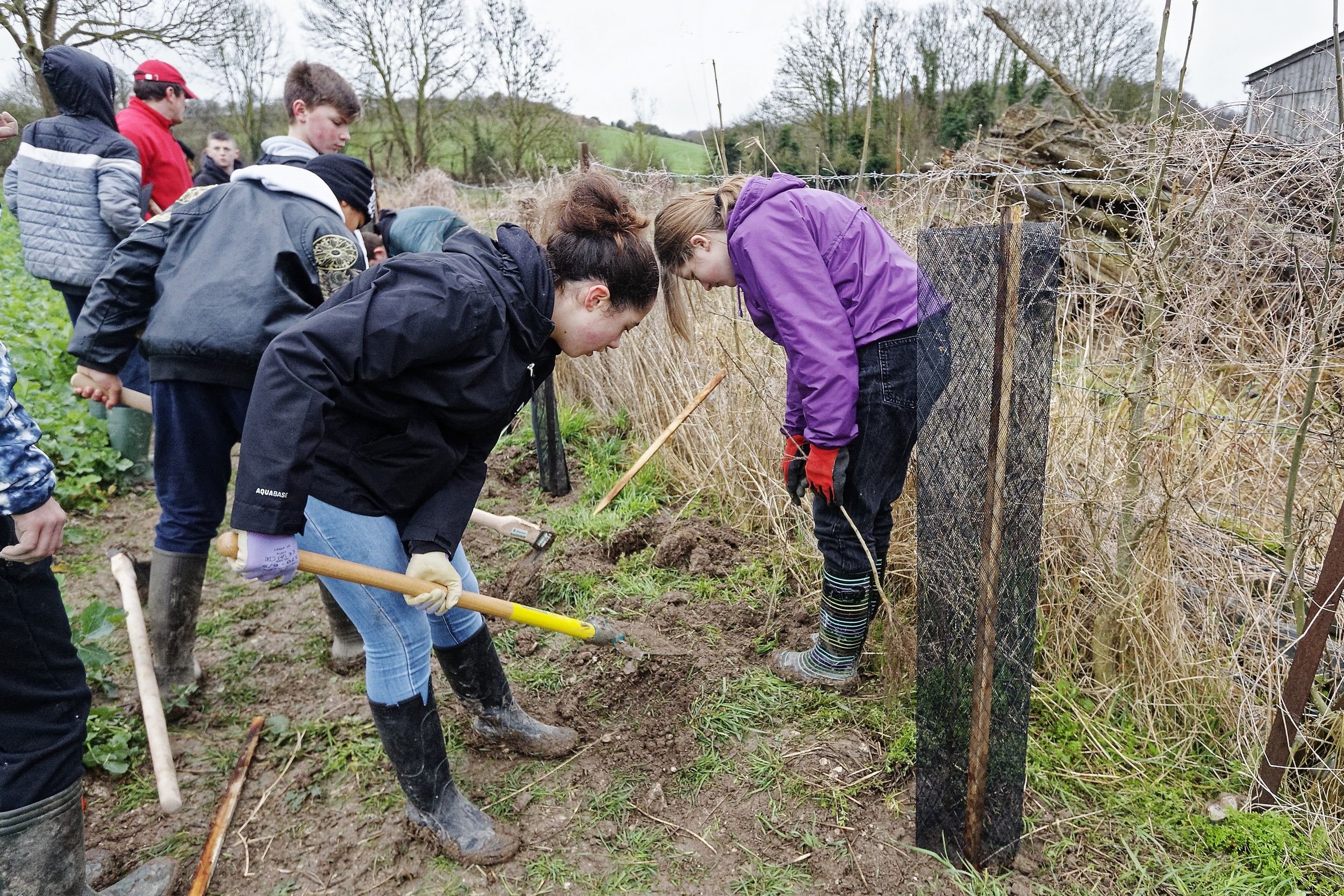 A Neufchâtel-en-Bray (Seine-Maritime), les collégiens ont planté 490 arbres et arbustes lundi 19 février 2024 pour reconstituer une haie bocagère de haut-jet #Presse30