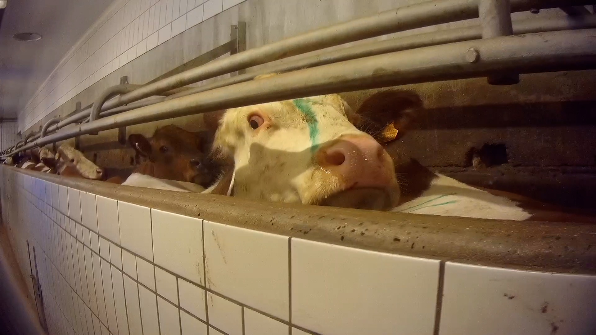 Des bovins dans le couloir de la mort de l'abattoir de Cuiseaux, en Saône-et-Loire. L214