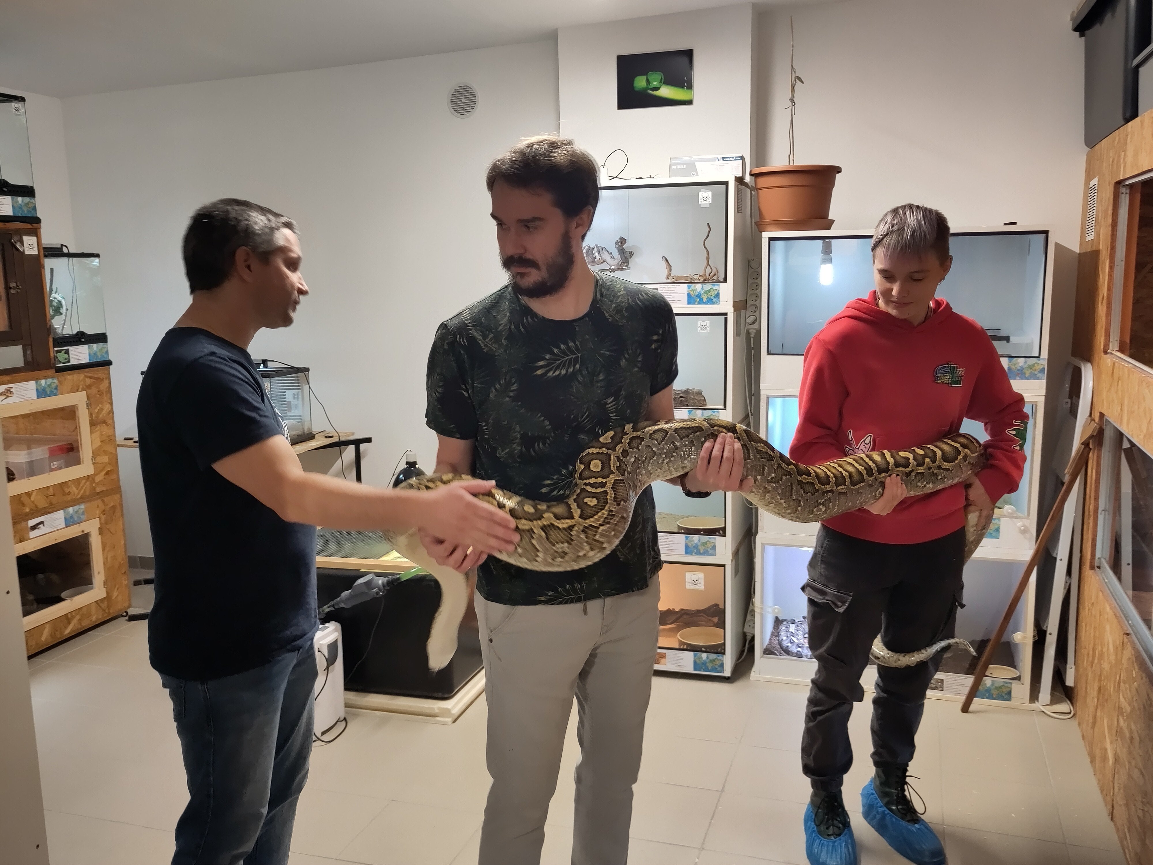 Rafaelle (à droite) et Rowan (au centre) manipulent un python birman de plus de 3,50 m et près de 40 kg sous les conseils de Ronald Bourgoin. LP/Paul Périé