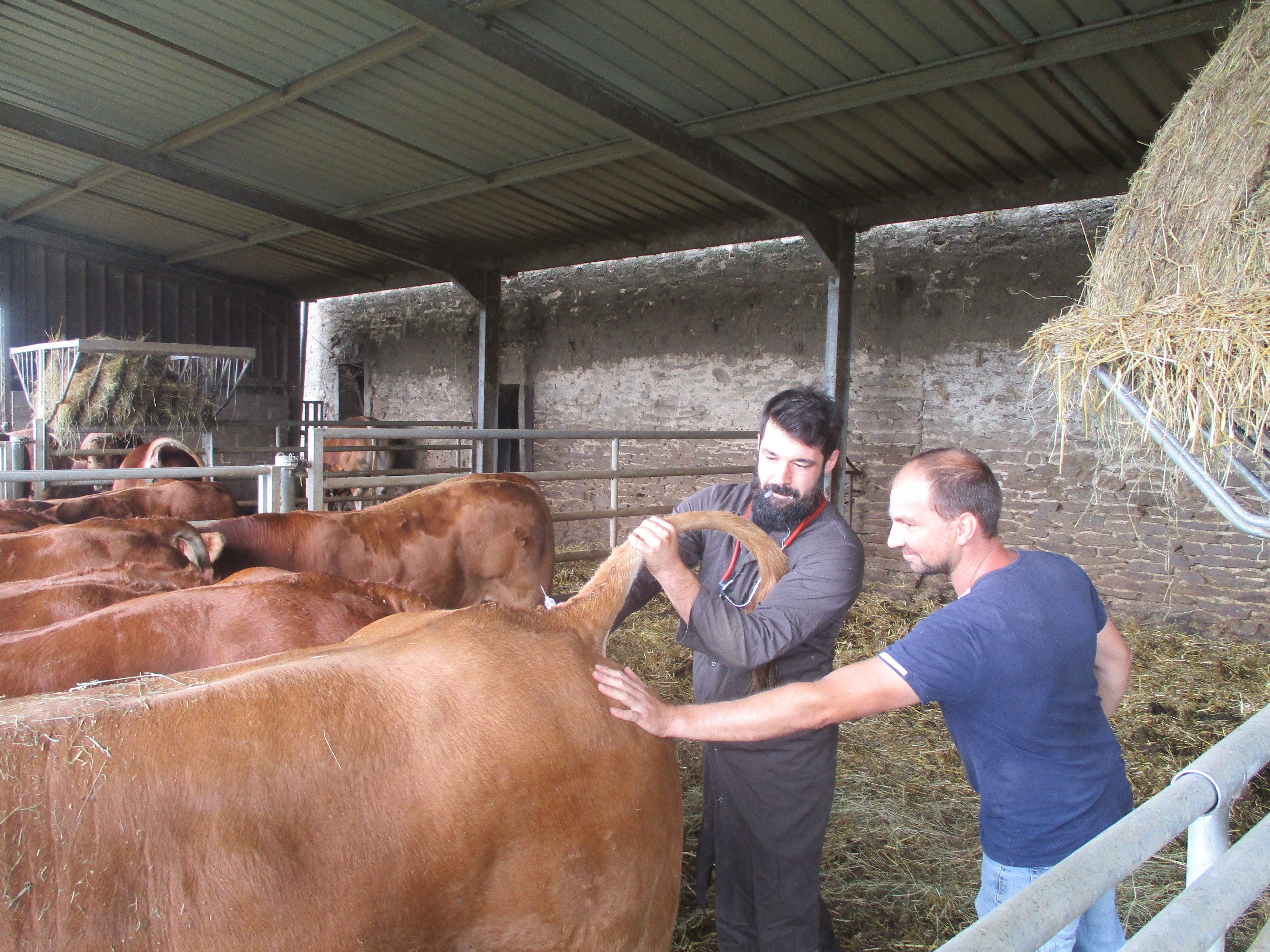 Thomas Besse (à gauche) est un vétérinaire nouvellement installé en Corrèze. Ici, en visite chez Emmanuel Blondy, agriculteur à Coussac-Bonneval. LP/Antoine Marty