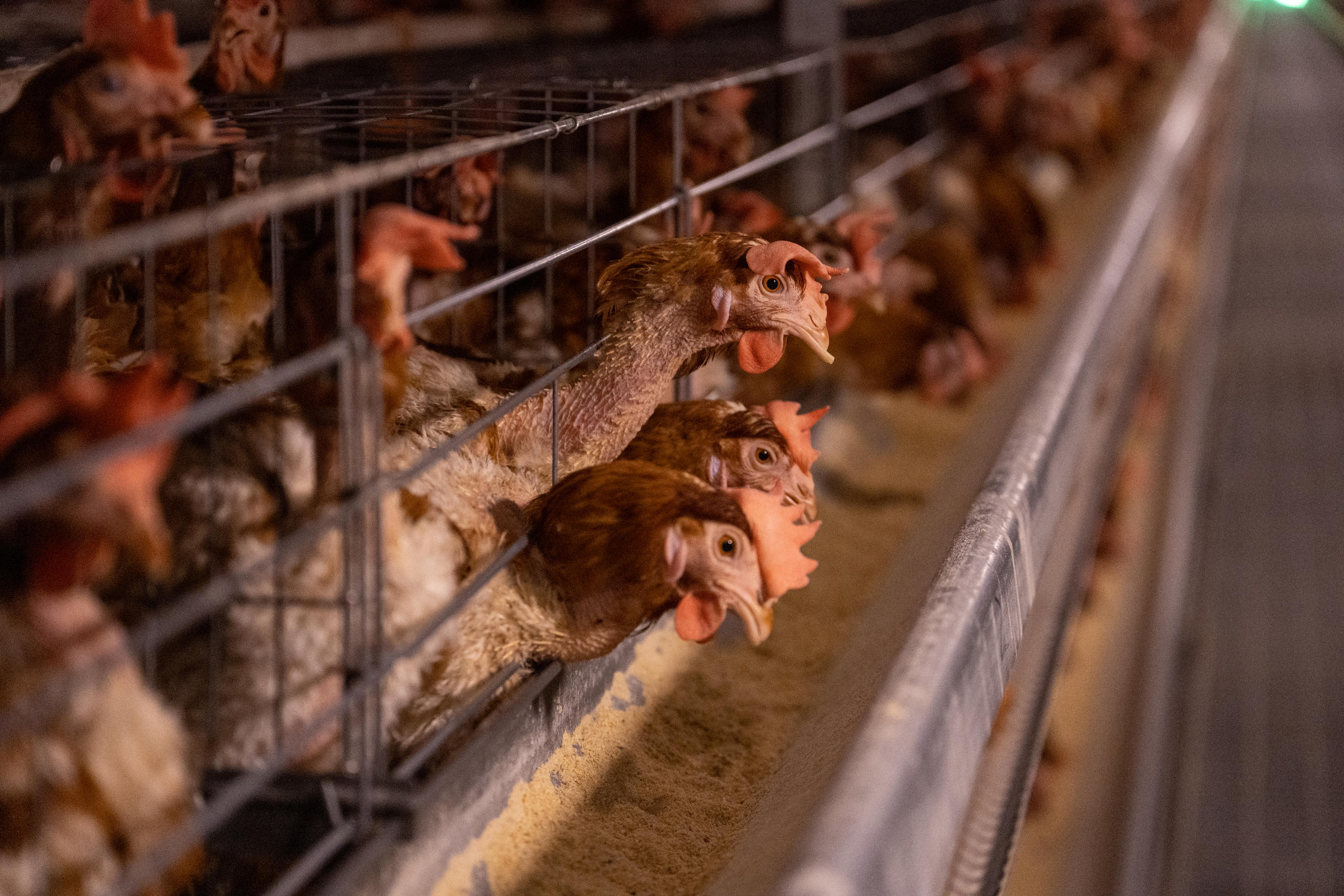 La part des oeufs à code 3 (poules élevées en cage) s’est effondrée à 21% de parts de marché, quasiment rattrapés par les oeufs à code 2 (au sol), le tout dans un marché dominé par les œufs de poules élevées en plein air. Istock