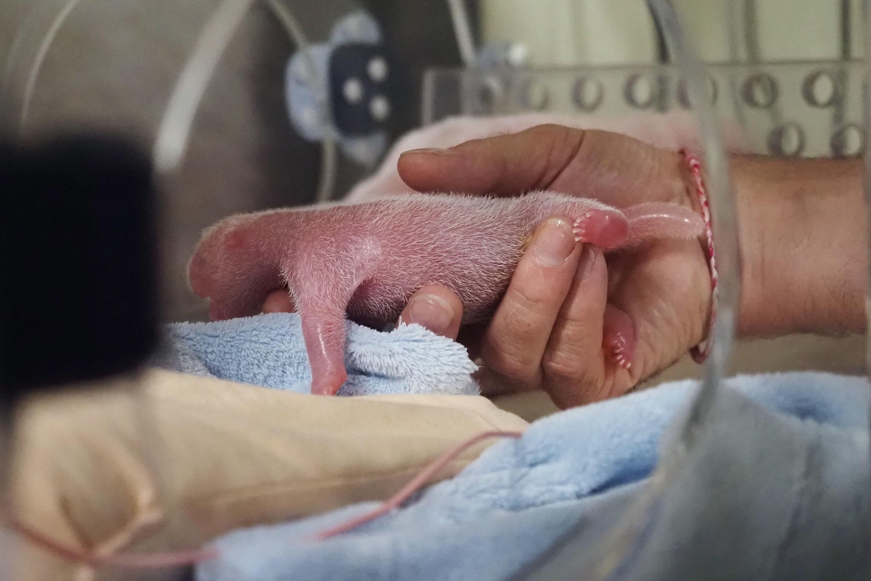 Un Soulagement Enorme Dans Les Coulisses De La Naissance Des Bebes Pandas Au Zoo De Beauval Le Parisien