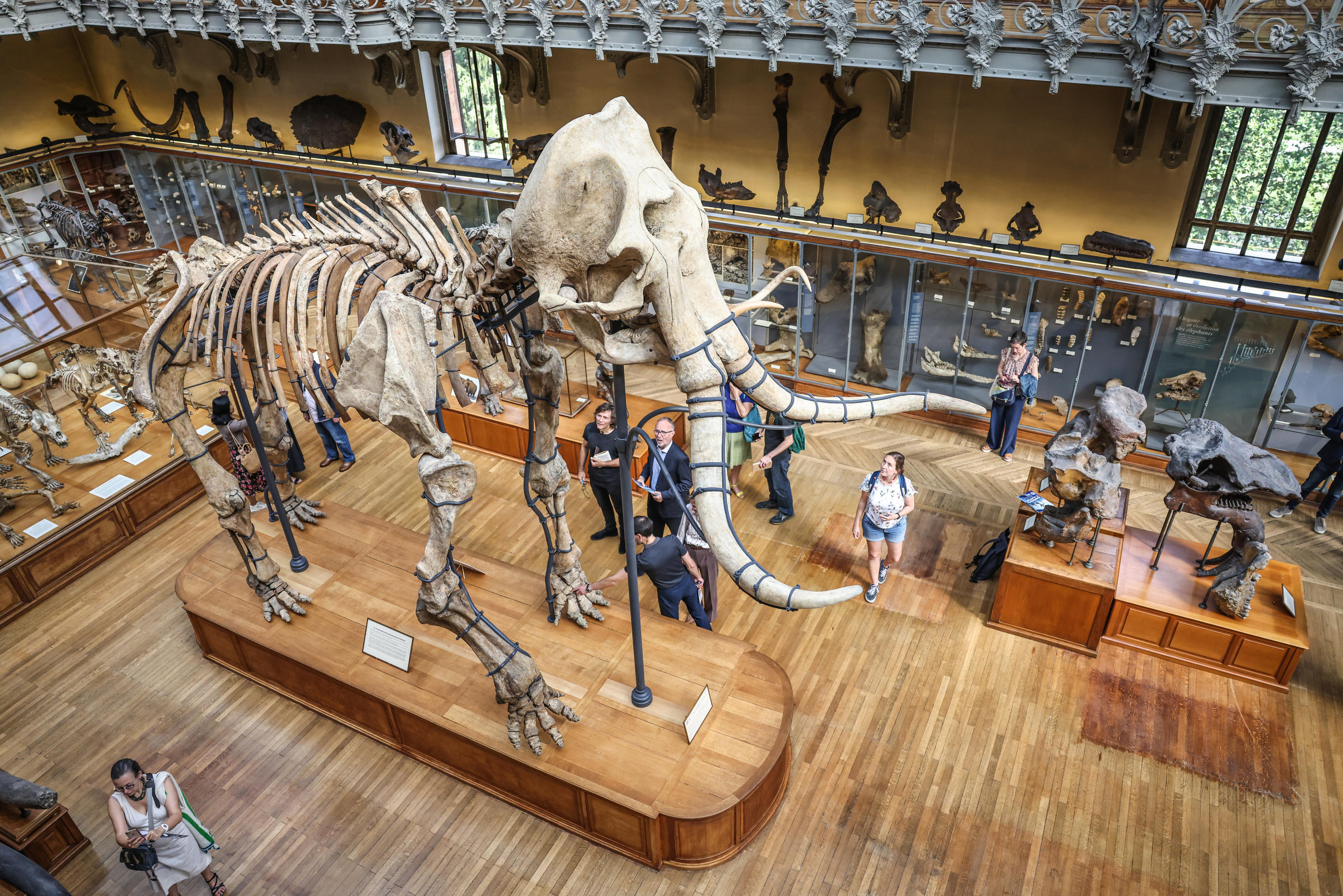 Paris, le 27 juin. Le mammouth de Durfort est revenu après restauration dans la galerie de paléontologie du Muséum d'histoire naturelle. LP/Frédéric Dugit