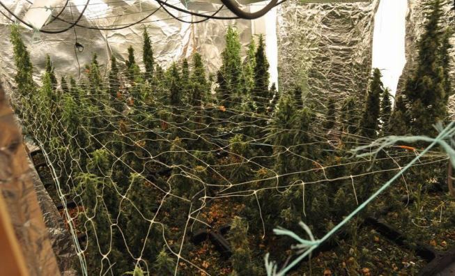 Les fonctionnaires ont découvert et arraché 1200 pieds d’herbes de cannabis. LP