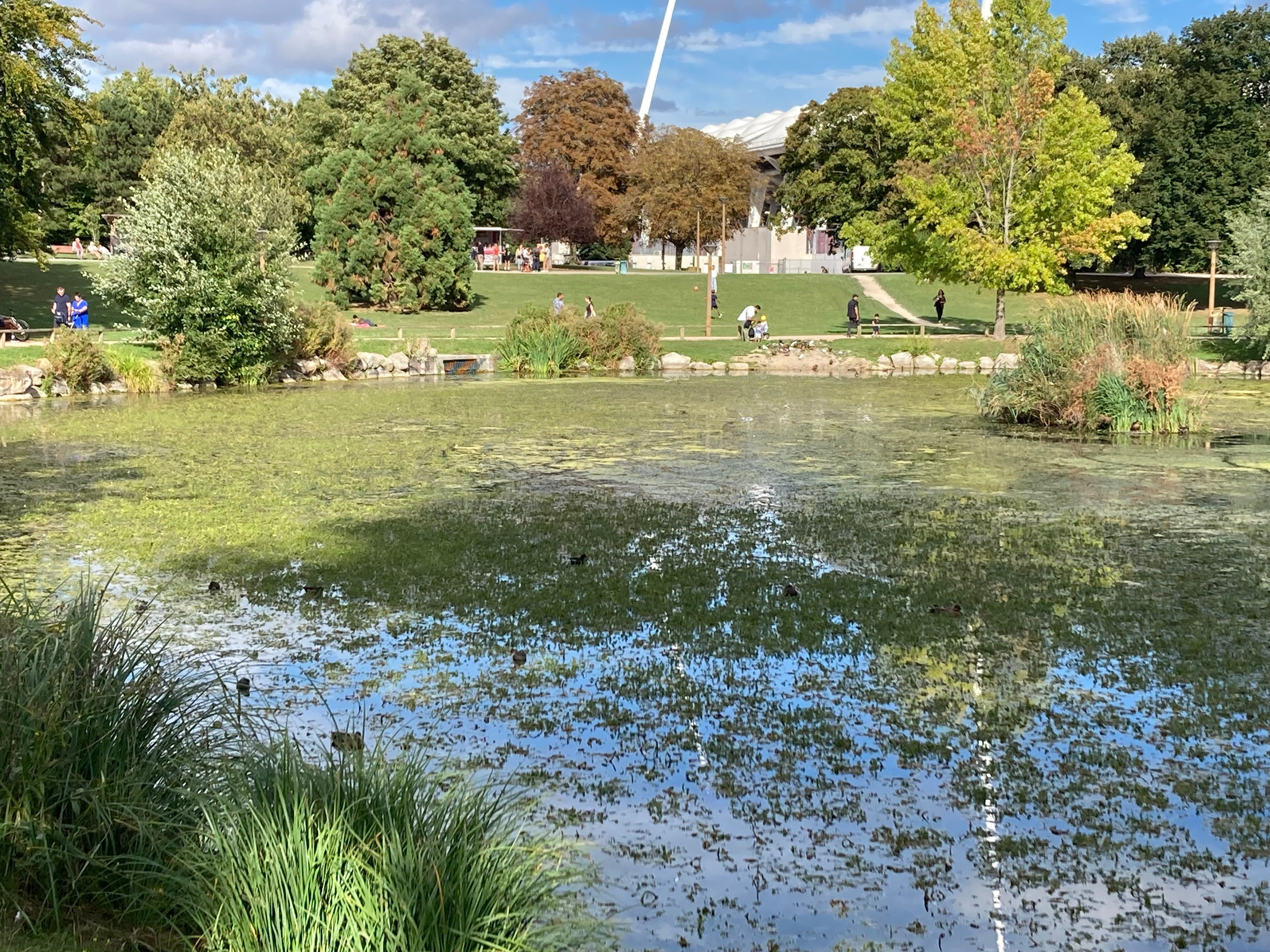 Le plan d'eau du Parc Léo-Lagrange a été envahi de manière spectaculaire par cette plante originaire d'Amérique. Les opérations de faucardage et les traitements précédents n'ont pas eu raison d'elle pour le moment./LP/Marie Blanchardon