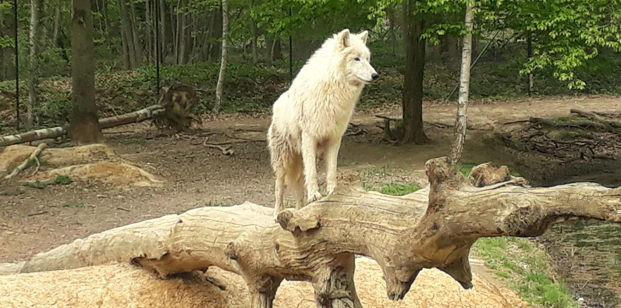 Six loups arctiques sont attendus dans un parc privé à Cerdon-du-Loiret, en Sologne, pour des séminaires d’entreprises ayant pour objectif le contrôle des émotions et la cohésion de groupe. DR