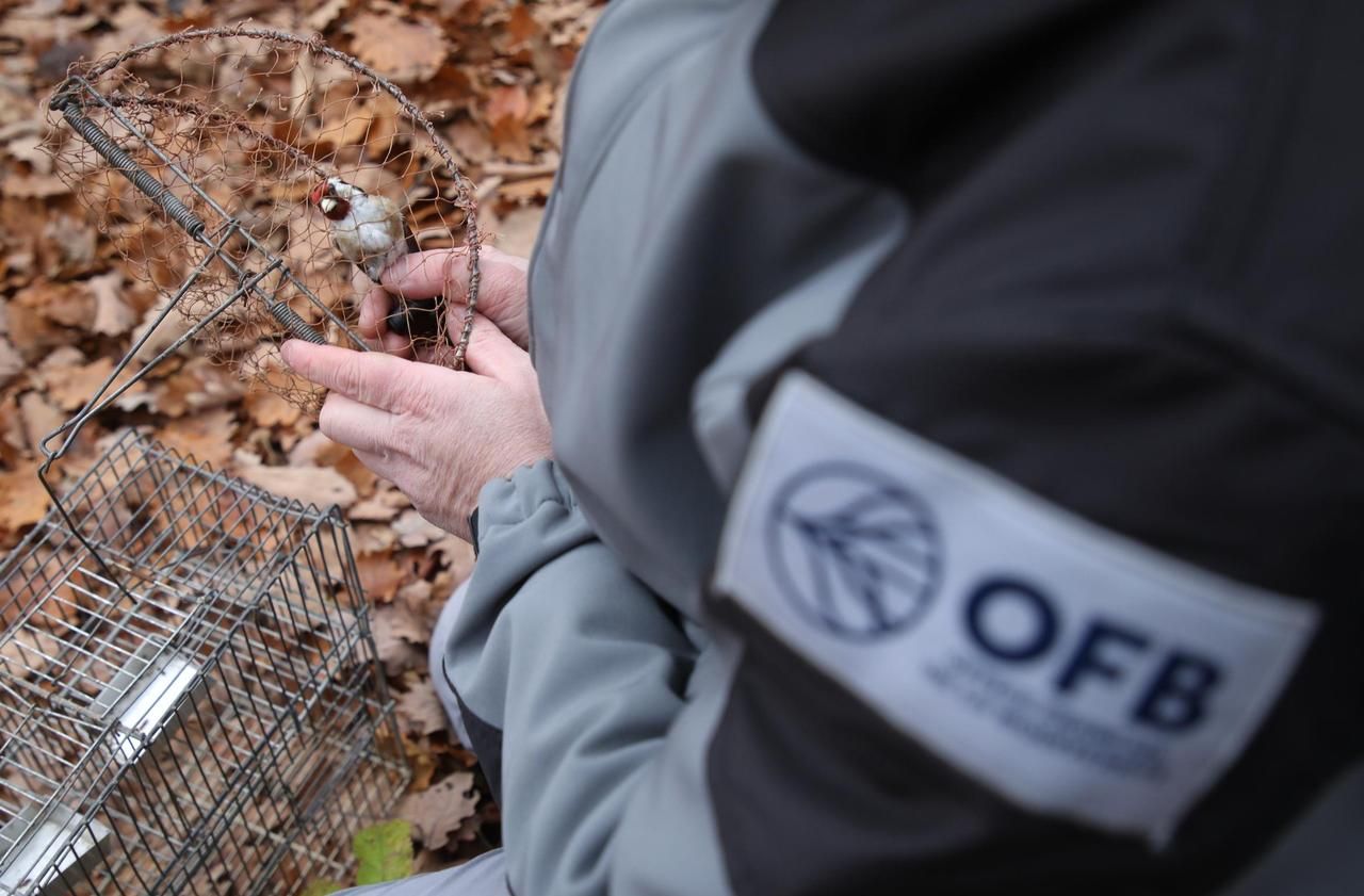 De la Guyane à Paris, le trafic des oiseaux-chanteurs dans le viseur