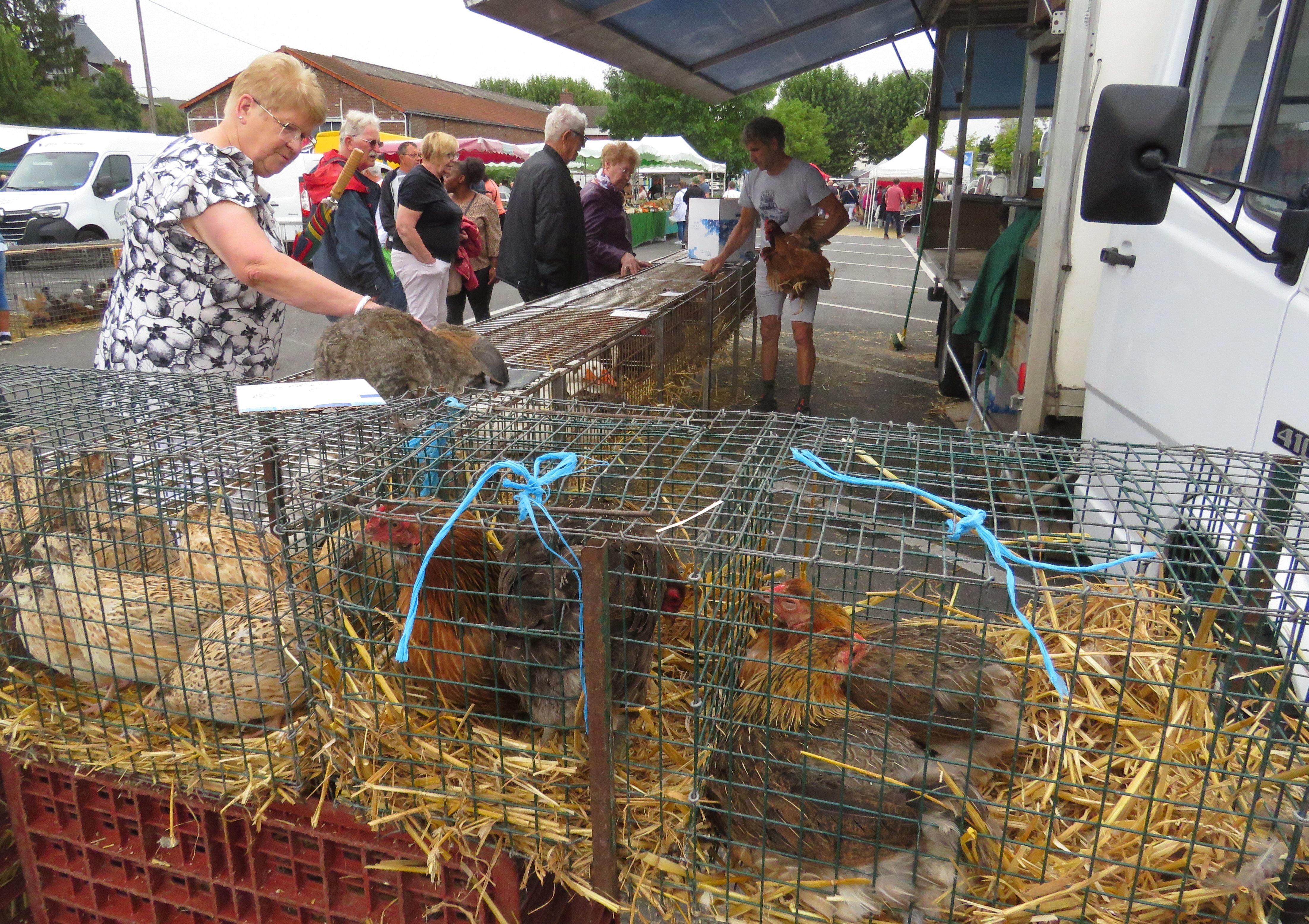 Noyon (Oise), mardi 3 septembre. Frédéric Sibille (à d.) vient du Nord depuis 32 ans pour vendre ses volailles au Marché franc. Sa mascotte, un lapin géant bélier, l'accompagne. LP/Stéphanie Forestier