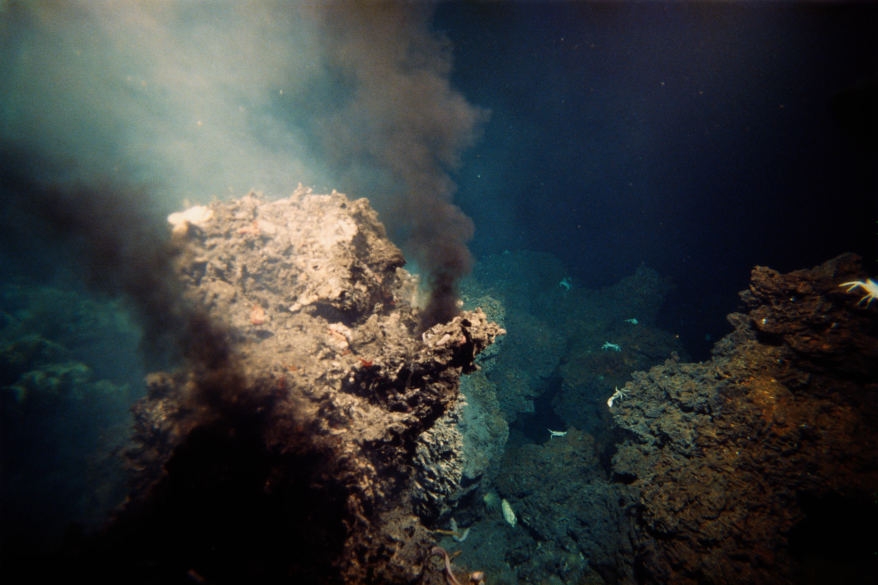 Nos connaissances sur les écosystèmes marins profonds pourraient être bouleversées par cette découverte. Photo Istock