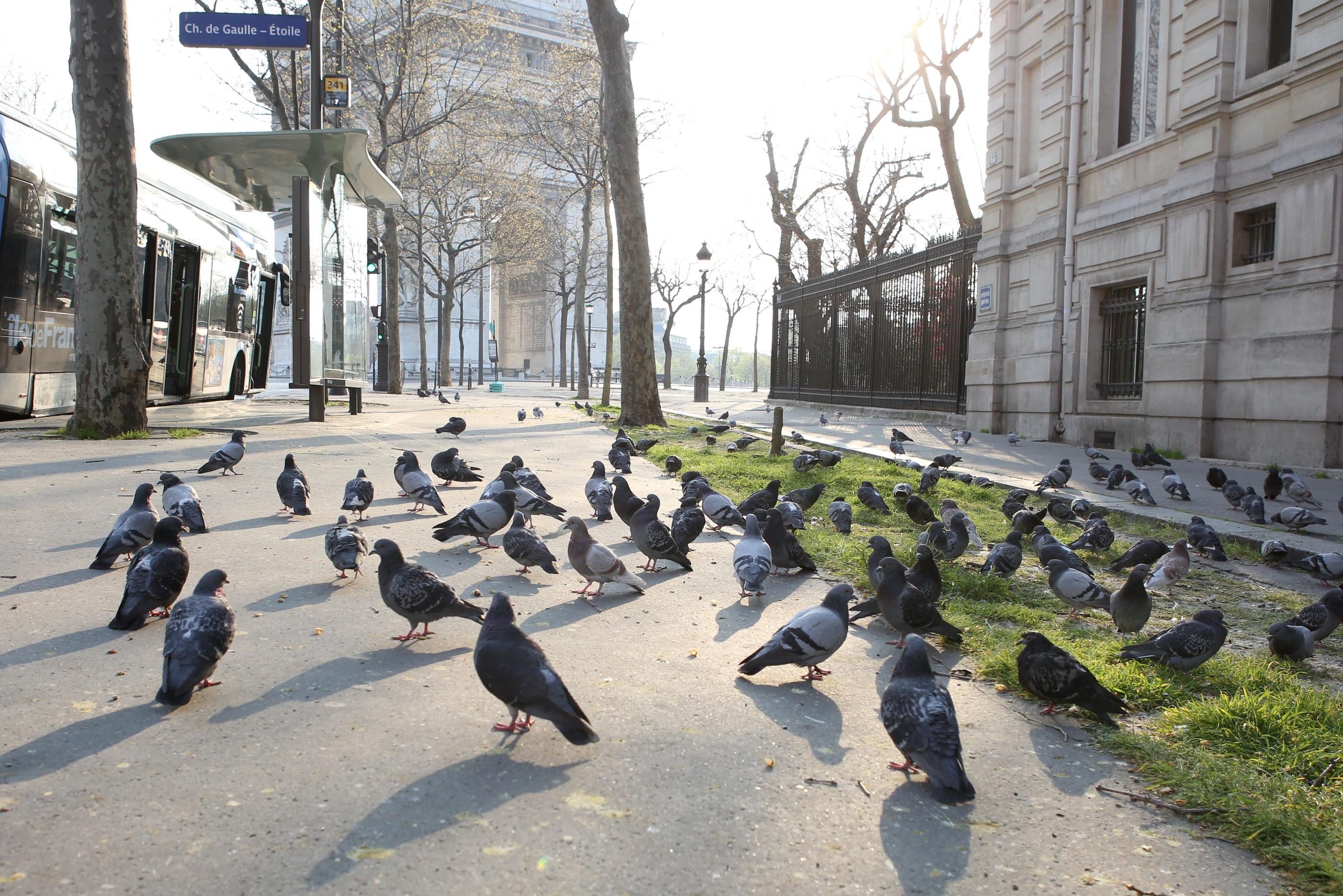 La prévention participe aussi de la lutte contre la prolifération des pigeons, qui ne doivent pas être nourris. LP/ Aurélie Audureau