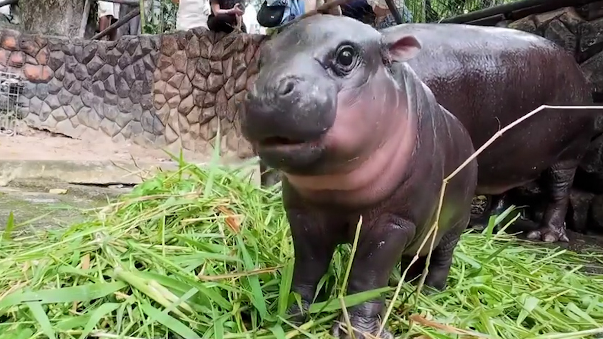 Moo Deng a vu le jour le 10 juillet au zoo de Khao Kheow en Thaïlande