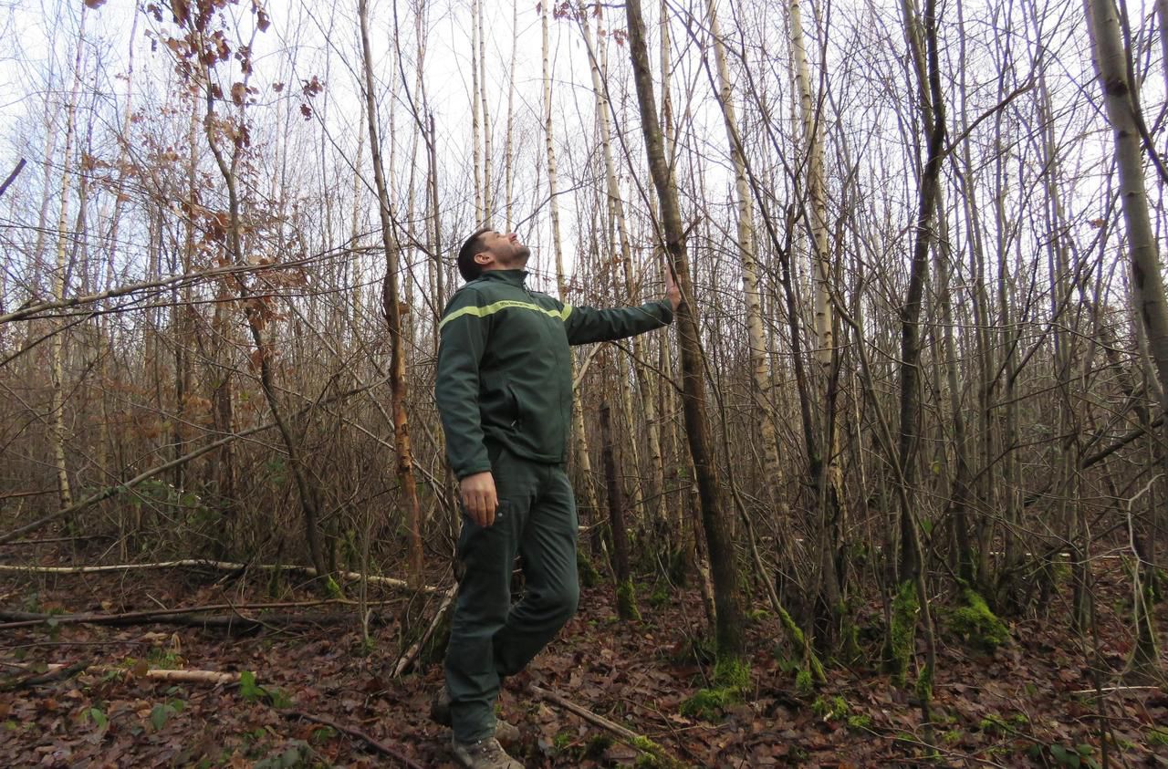 <b></b> Pontcarré, le 24 décembre. Franck Saintipoly, technicien forestier territorial de l’ONF, présente les opérations de reconstitution de la forêt, ici sur une parcelle de la forêt domaniale d’Armainvilliers.