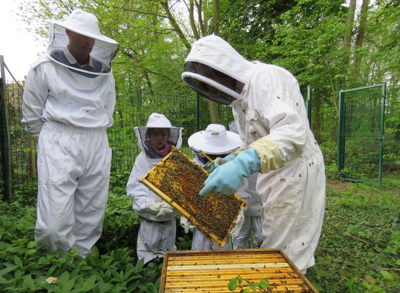 <b></b> Illustration. La commune de Savigny-le-Temple se voit décerner trois abeilles du label APIcités, pour sa démarche exemplaire de protection des abeilles et pollinisateurs. 