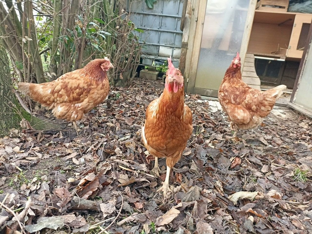 Selon l'agence régionale de santé, toutes les poules élevées au sol dans les 410 communes de l’unité urbaine de Paris peuvent être concernées. LP/Fanny Delporte