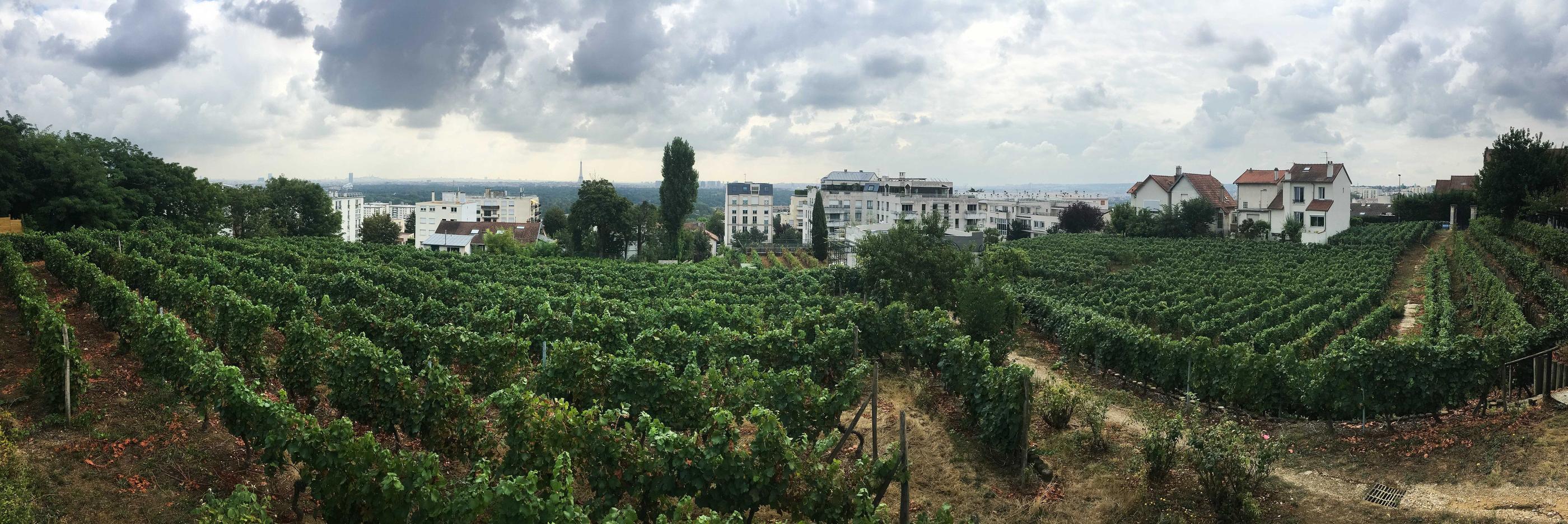 A Suresnes (Hauts-de-Seine) on cultive la vigne avec vue sur Paris. LP/Jean Nicholas Guillo