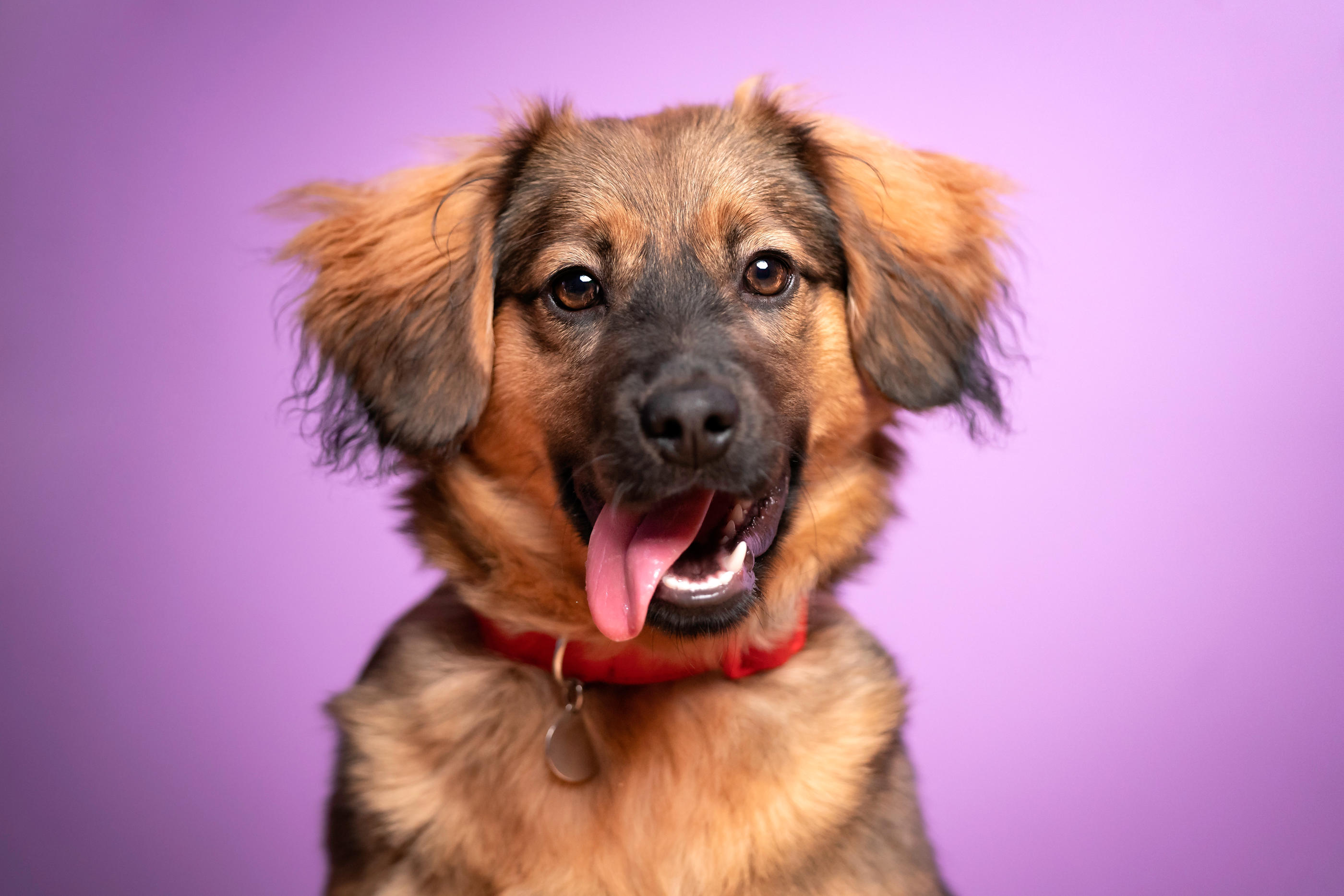 Les chiens aux yeux foncés sont perçus comme plus amicaux par l'homme, selon une étude réalisée par des chercheurs à Tokyo. iStock/Anita Kot