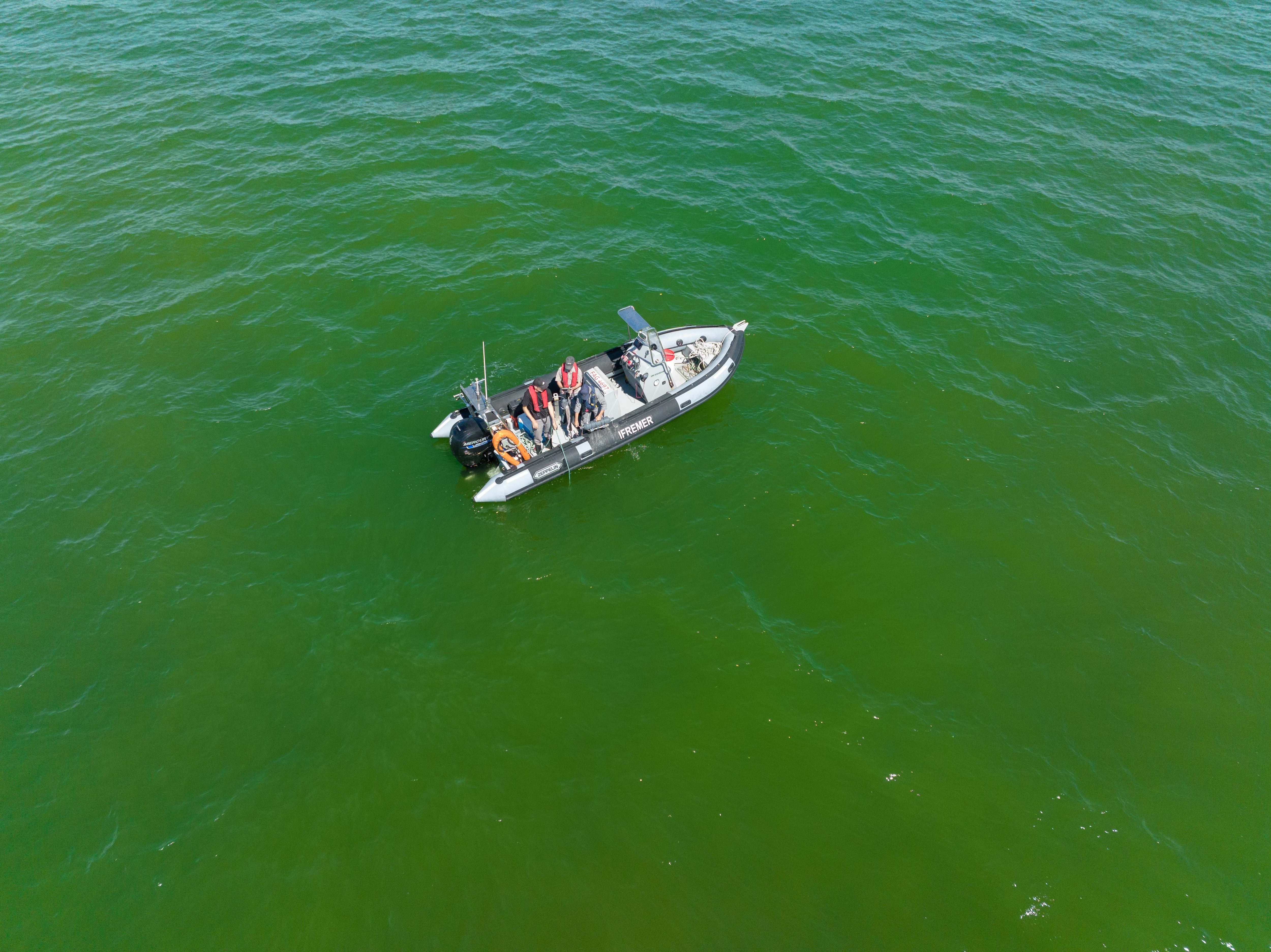 Exemple d’un phénomène d’eau colorée verte en baie de Vilaine, en Bretagne, avec la présence de la micro-algue Lepidodinium chlorophorum. Ifremer/Stéphane Lesbats