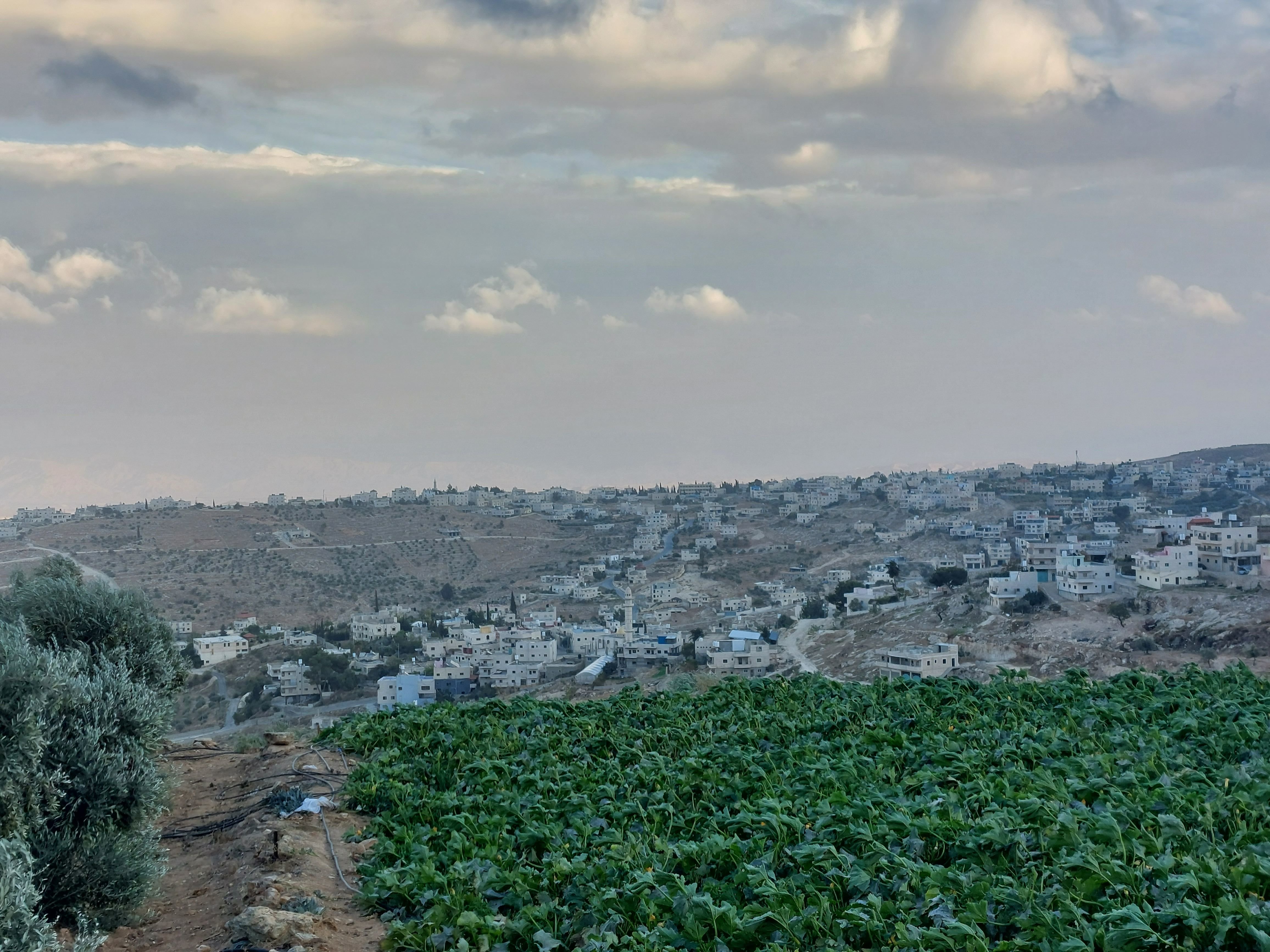 Tuku' (Cisjordanie), le dimanche 19 novembre. À côté de ce bourg de 15 000 habitants, six colonies israéliennes ont poussé depuis les années 1980. LP/Christel Brigaudeau