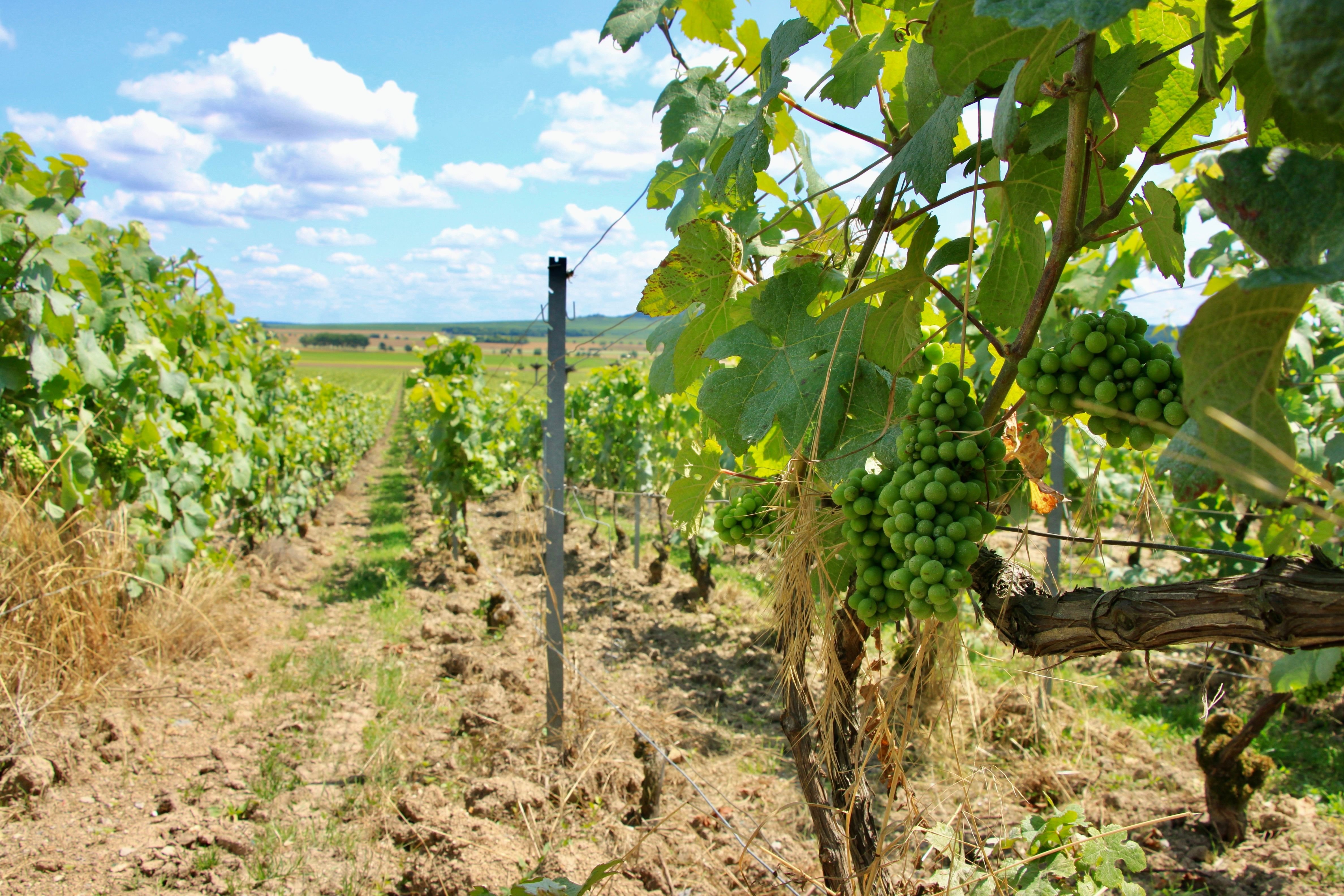 La vigne montre actuellement un retard de développement de cinq à six jours sur la moyenne décennale, ce qui laisse entrevoir un début de récolte autour du 10 septembre. LP/SImon Ksiazenicki