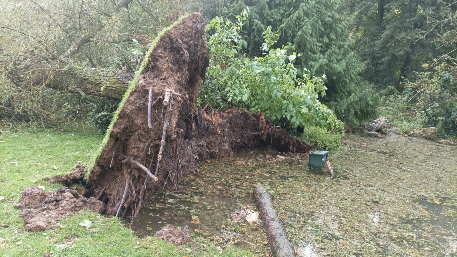 La mini-tornade de dimanche a causé de nombreux dégâts, notamment du côté du riche patrimoine arboré du parc zoologique de Clères. DR