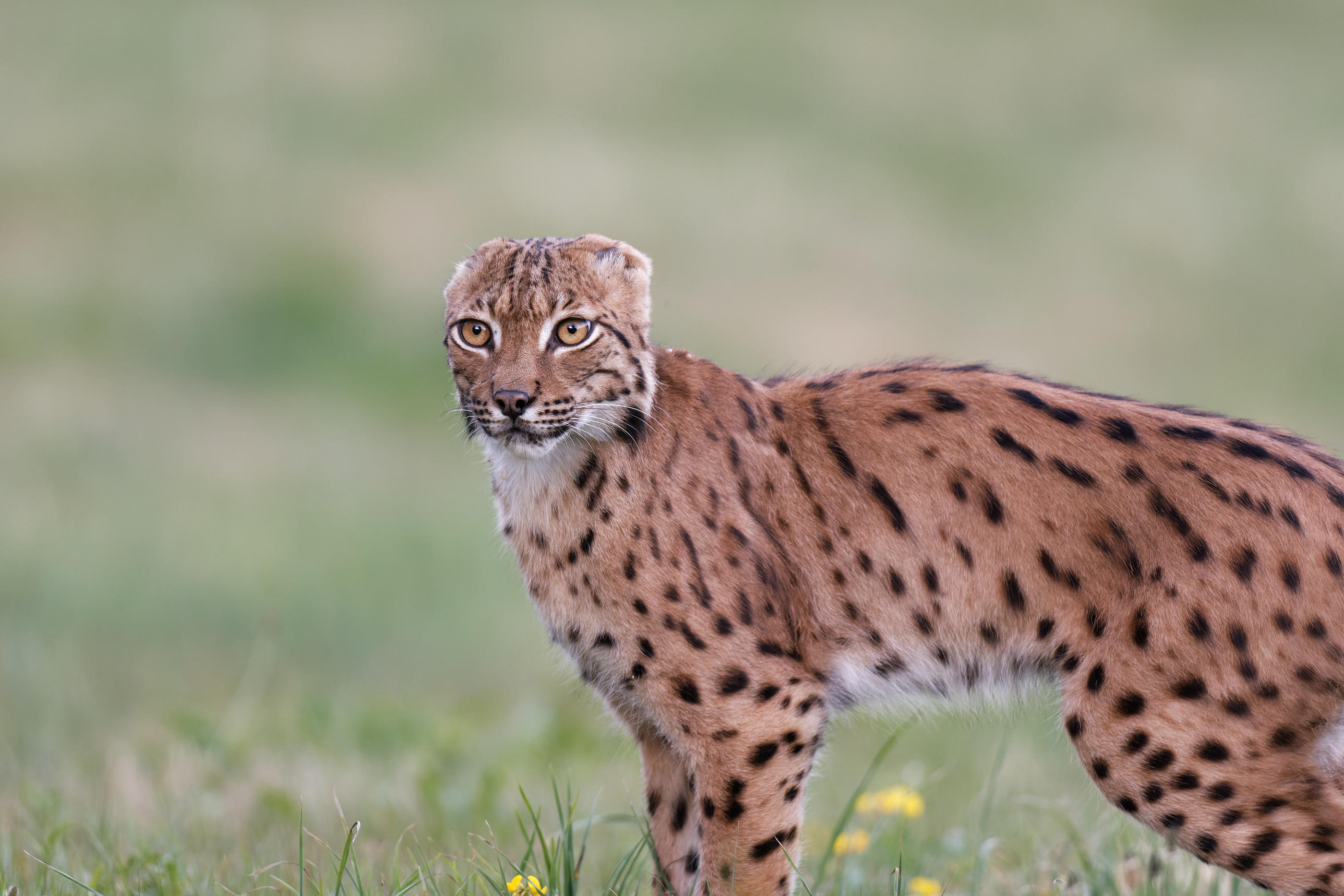 Le photographe animalier Michel Balanche a saisi l'image de ce lynx du Jura dépourvu d'oreilles. Michel Balanche / Naturimages