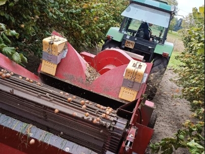 Olivier Pignot a planté 40 hectares de noisetiers près de Pithiviers (Loiret) et bientôt 8 de plus. DR