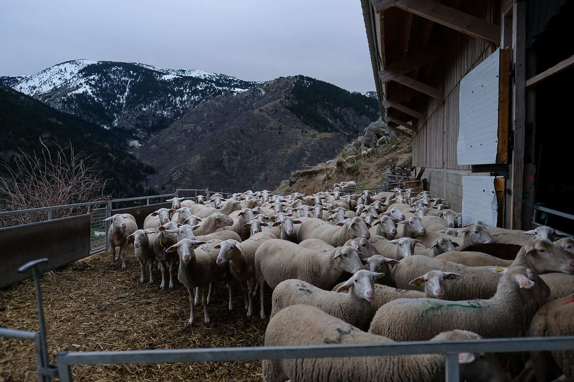 La FCO, aussi connue comme « maladie de la langue bleue », est un virus qui passe d’un ruminant infecté à un animal indemne par l’intermédiaire d’insectes piqueurs, des moucherons culicoïdes. LP/YANN KERVENO