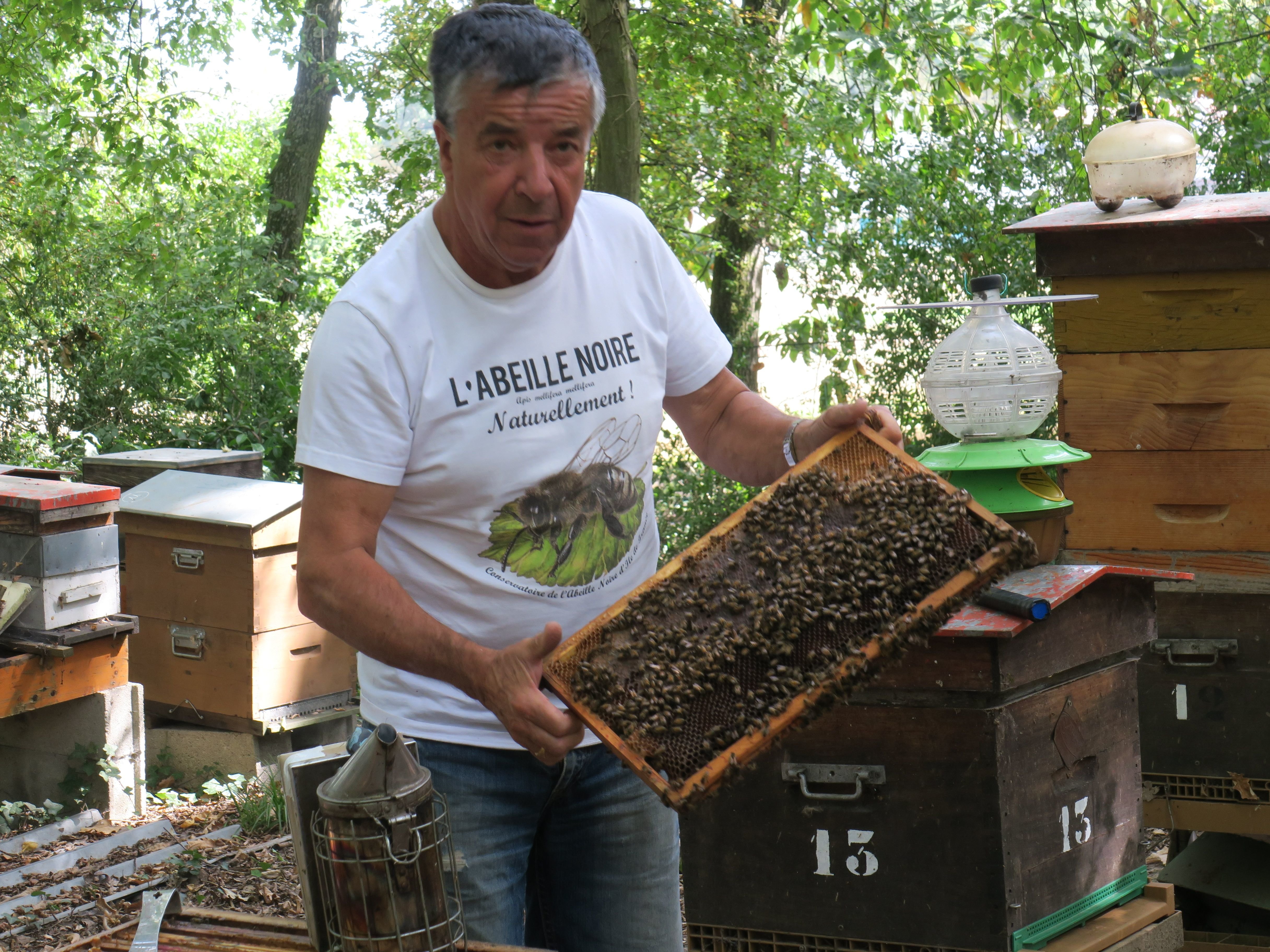 Les colonies d'abeilles des ruches franciliennes meurent plus qu'ailleurs. Selon les chiffres collectées auprès des apiculteurs au printemps, près du tiers des abeilles n'a pas passé l'hiver. Jacky Boisseau, qui entretient une trentaine de ruches à Plaisir, a vu leur productivité chuter de moitié en 35 ans. LP/Aurélie Foulon