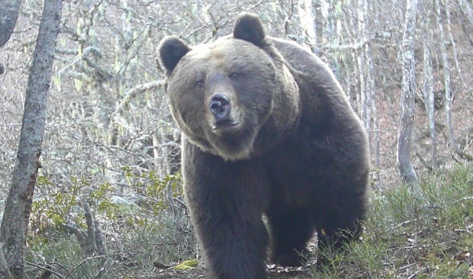 L'ours Rodri a été immortalisé par un piège photo en février 2024, en plein cœur de l'habituelle période d'hibernation des ours. FIEP Groupe ours Pyrénées