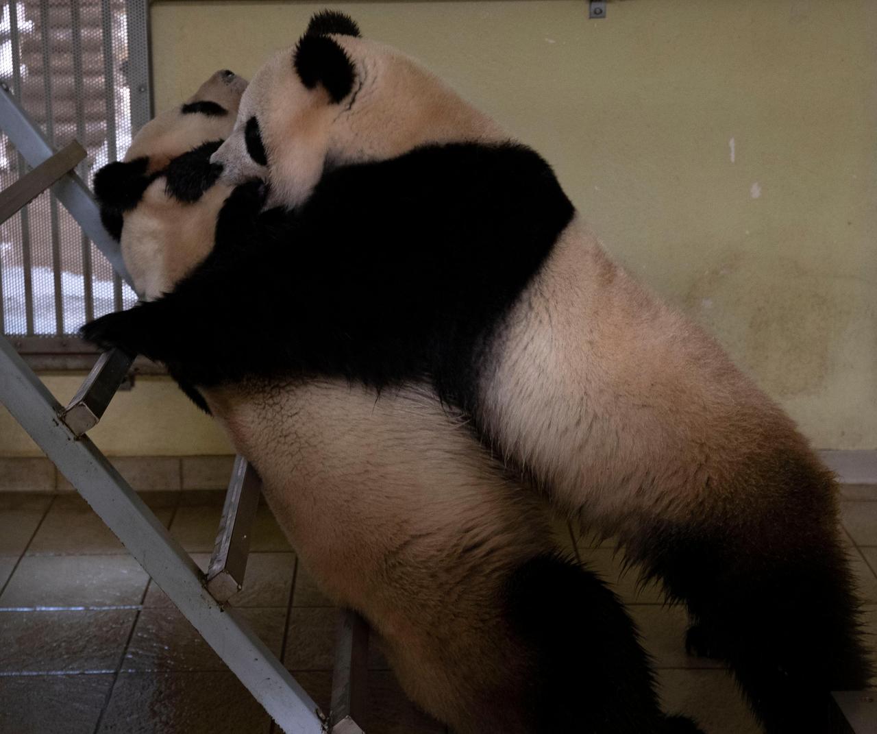 Bientot Un Nouveau Bebe Panda Au Zoo De Beauval Le Parisien