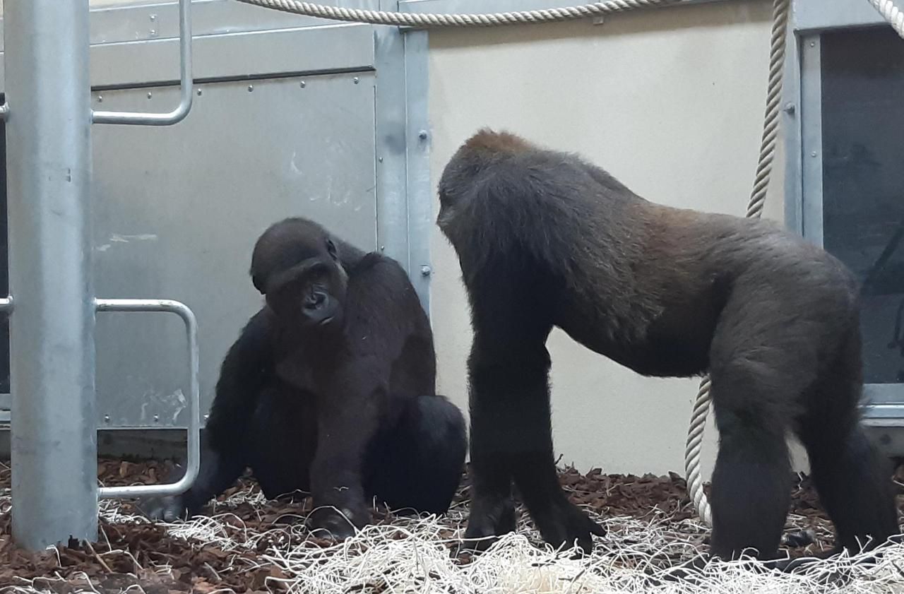 <b></b> Thoiry (Yvelines), le 27 juin 2020. Yeba et Ayo sont deux jeunes mâles de 8 ans. Ils seront rejoints par deux autres dans les semaines qui viennent.