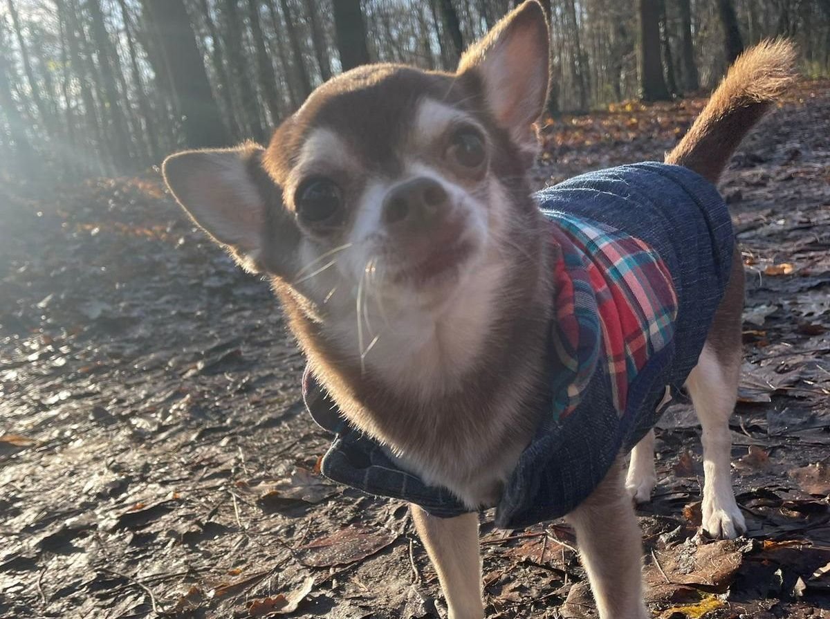 Pistache, 9 ans, il est mort quelques minutes après le choc dans la forêt de Fausses-Reposes. DR