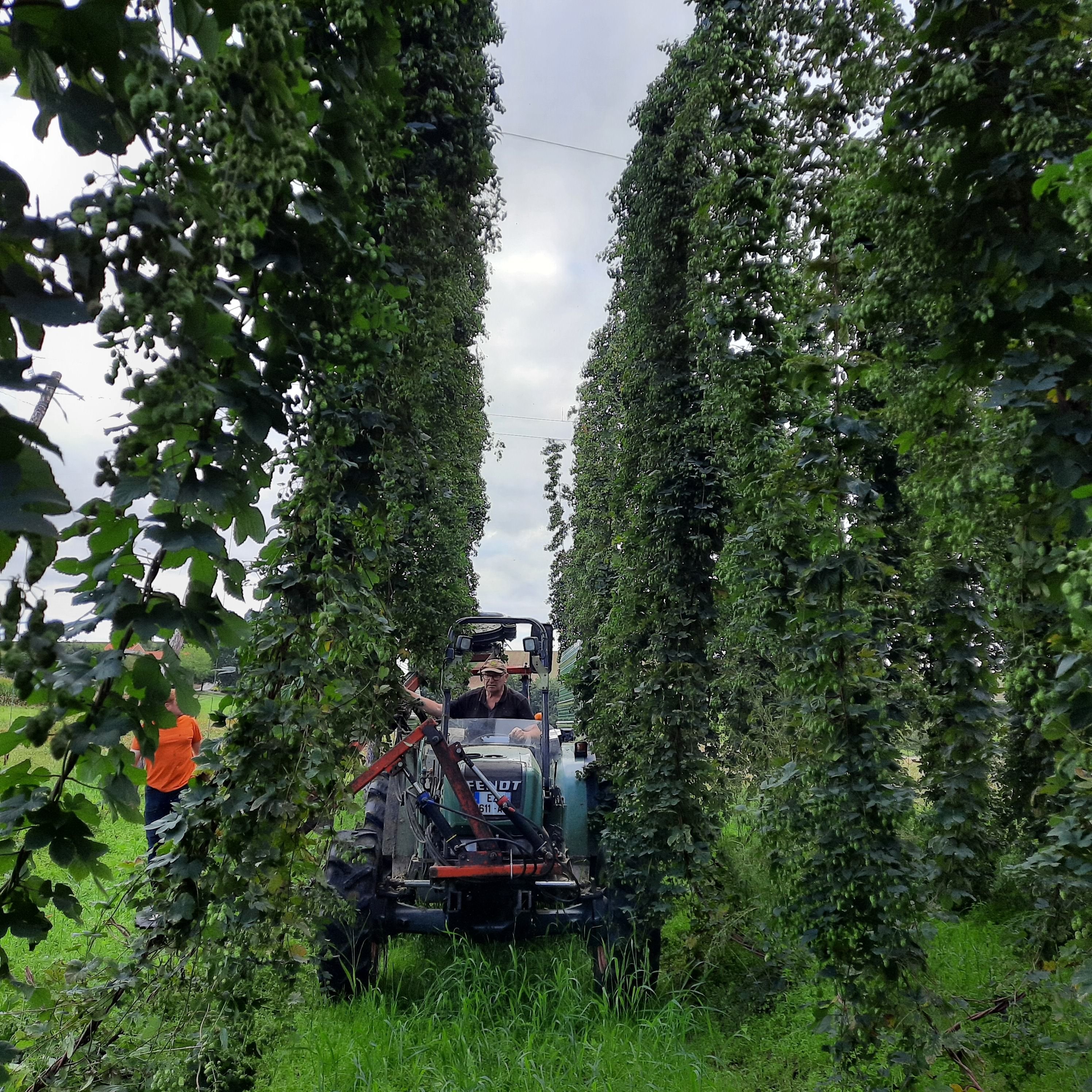 Sur son tracteur, Yvon Pruvost, houblonnier à Boeschèpe (Nord), cueille le houblon en fleurs. LP/Hélène Hannon