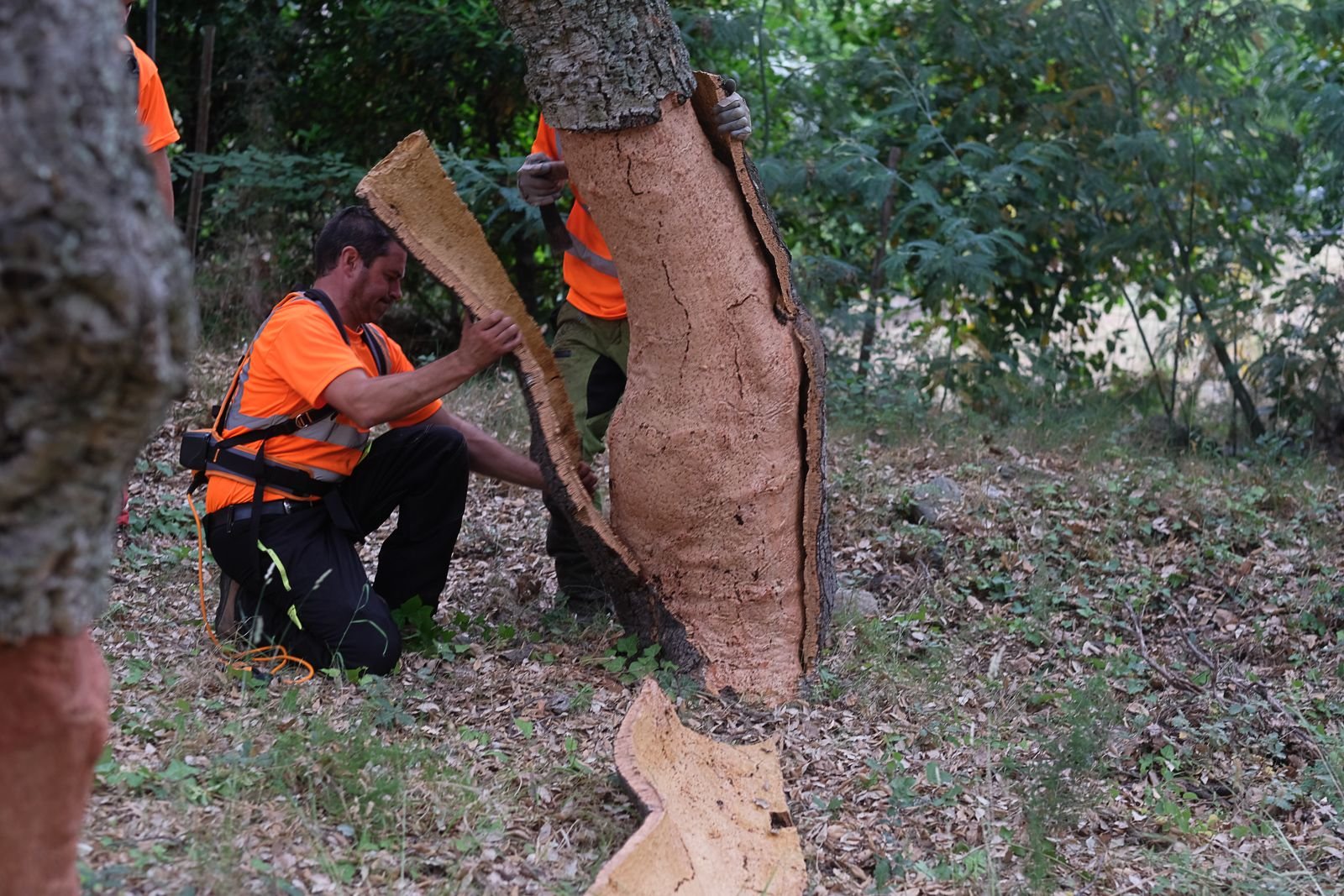 Il n'y aura pas de levée de liège dans les Pyrénées-Orientales cette année pour préserver les arbres éprouvés par la sécheresse. LP/Yann Kerveno