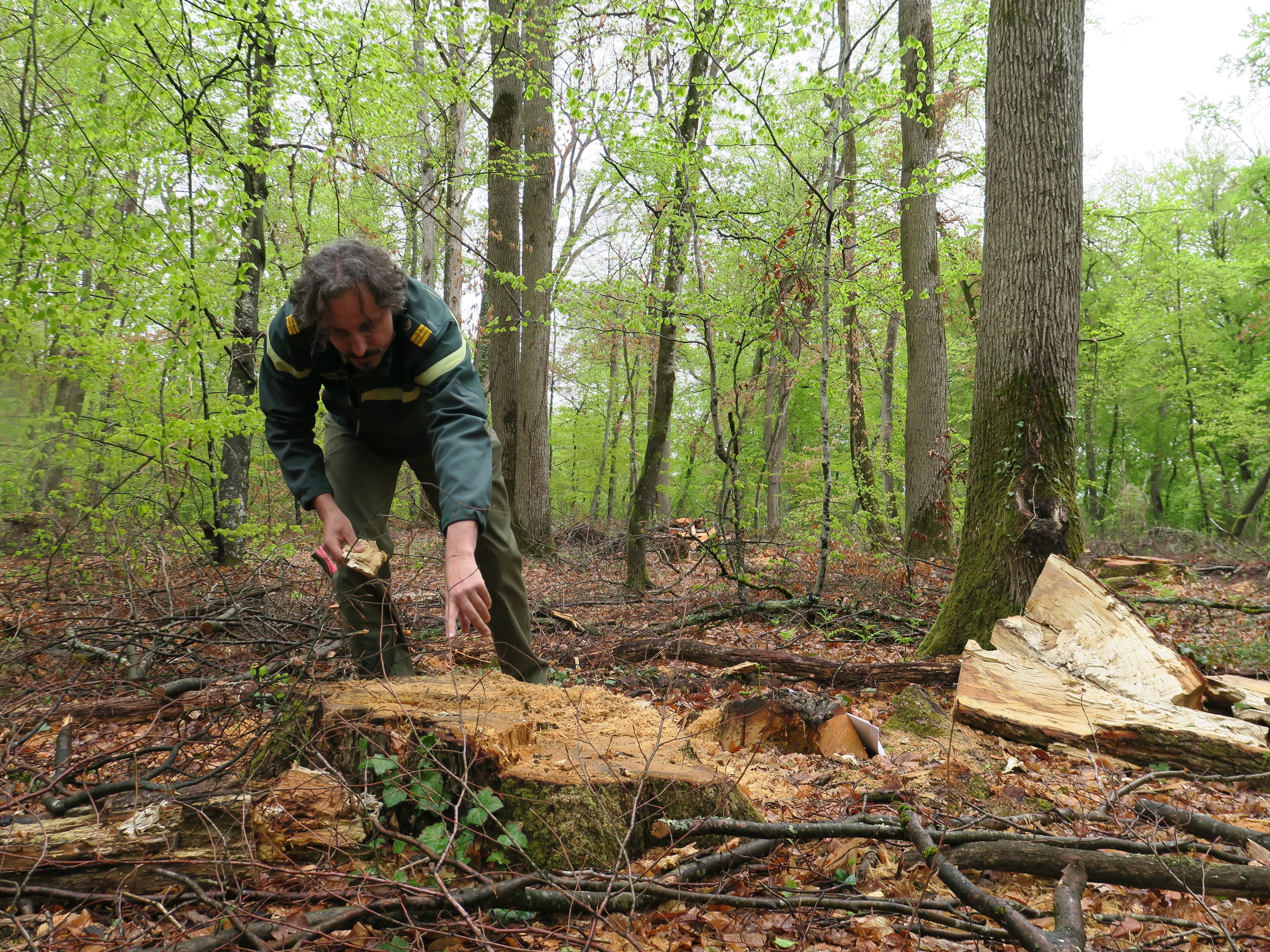 Samois-sur-Seine, en forêt de Fontainebleau. Alexandre Butin, forestier de l'ONF, explique comment se fait le choix des arbres à couper dans une parcelle. LP/Faustine Léo