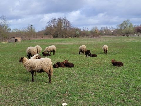 Saintry-sur-Seine, mercredi 12 avril 2023. Quatre agneaux de la Ferme des minis chapeaux de paille ont été dérobés dans la nuit de mercredi à jeudi alors qu'ils étaient sur le site d'éco-pâturage de la ville. DR
