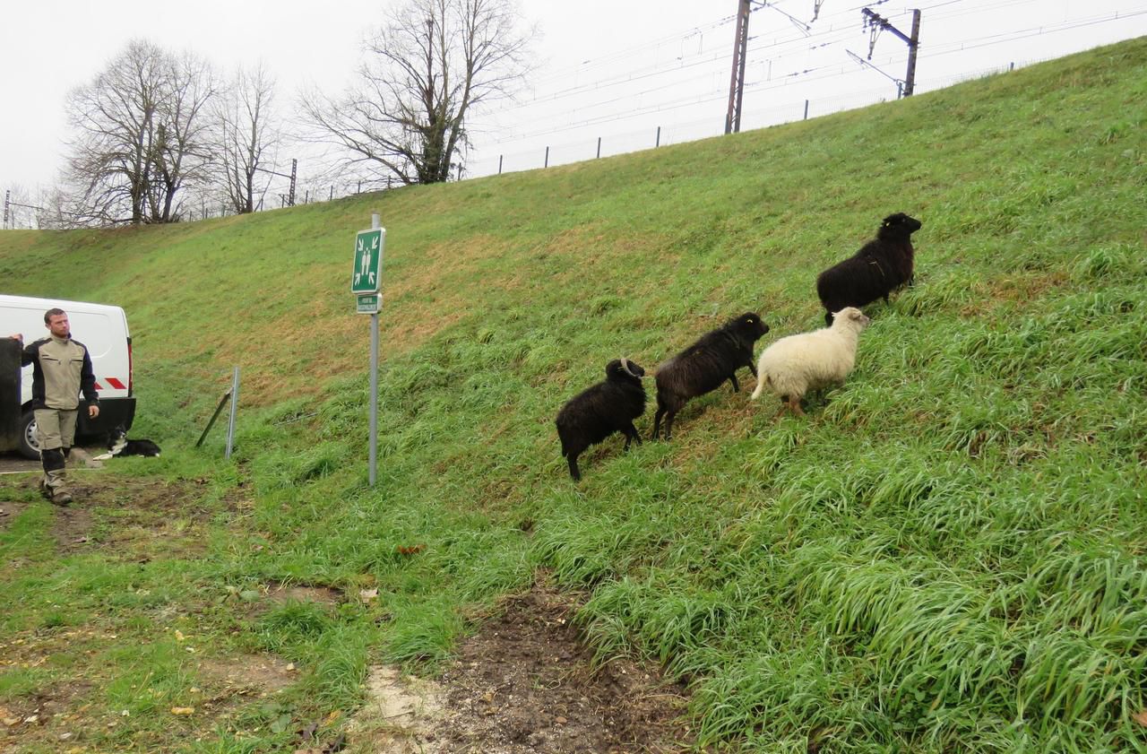 <b></b> Dammarie-les-Lys (Seine-et-Marne), 15 février. Quatre moutons de race Ouessant de l’entreprise Ecomoutons d’Yèbles vont assurer la tonte du périmètre herbeux autour de la chaufferie de Géodalys.