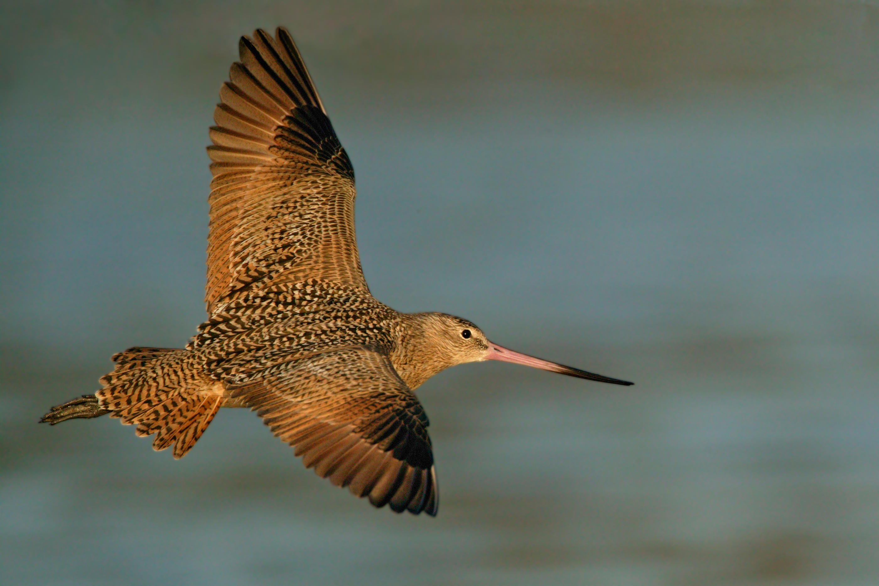 Un succès suprarégional pour l'observation des oiseaux migrateurs