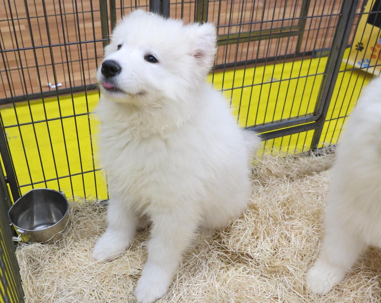 Savoie : il avait volé et violé un chien, un homme condamné à quatre ans de  prison ferme - Le Parisien