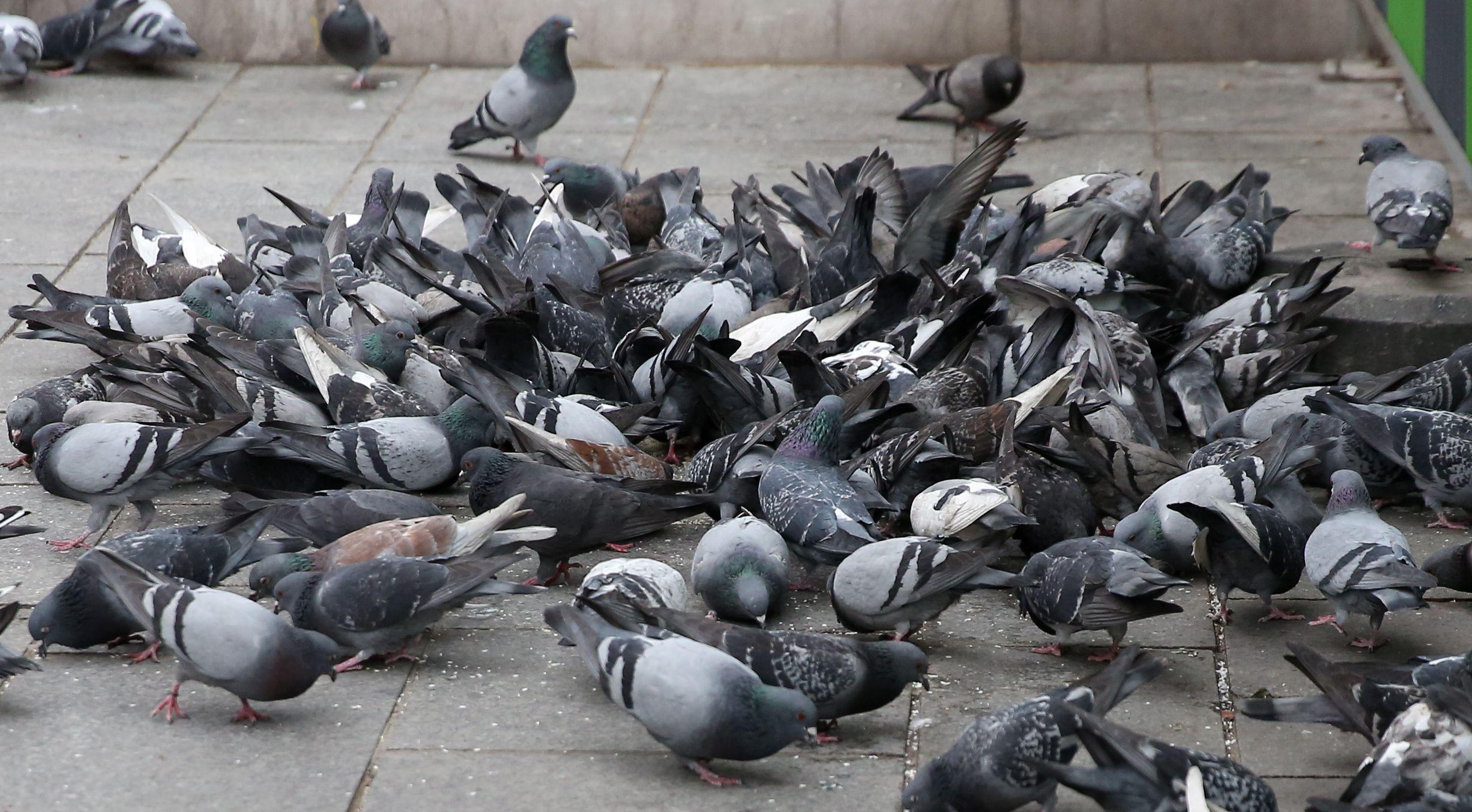 L'association PAZ surveille de près les villes dans leur lutte contre les pigeons et les nuisances associées (Illustration). LP/Guillaume Georges