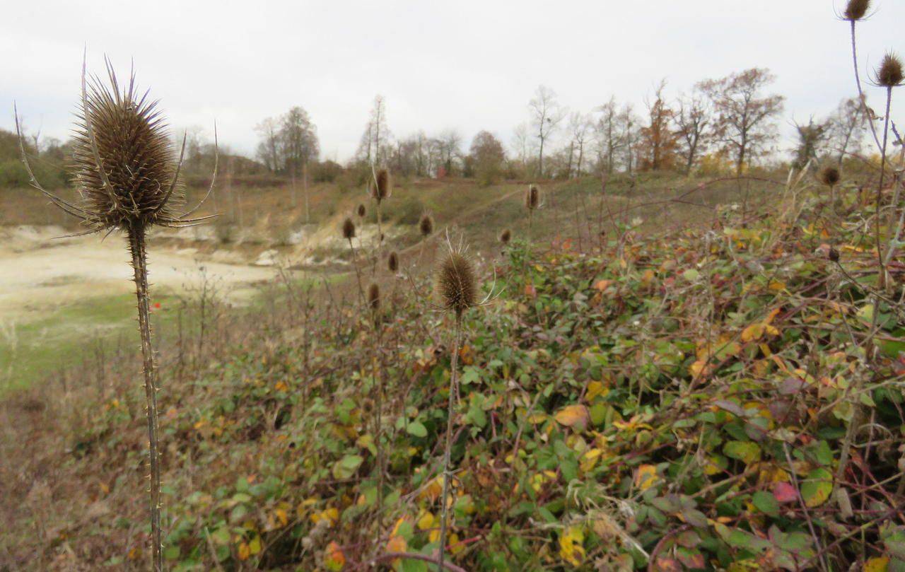 <b></b> Villenoy, jeudi matin. C’est à cet endroit, sur le site de l’ancienne sucrerie Beghin-Say, que sont stockées, sous de l’argile, une partie des terres polluées à l’arsenic. 